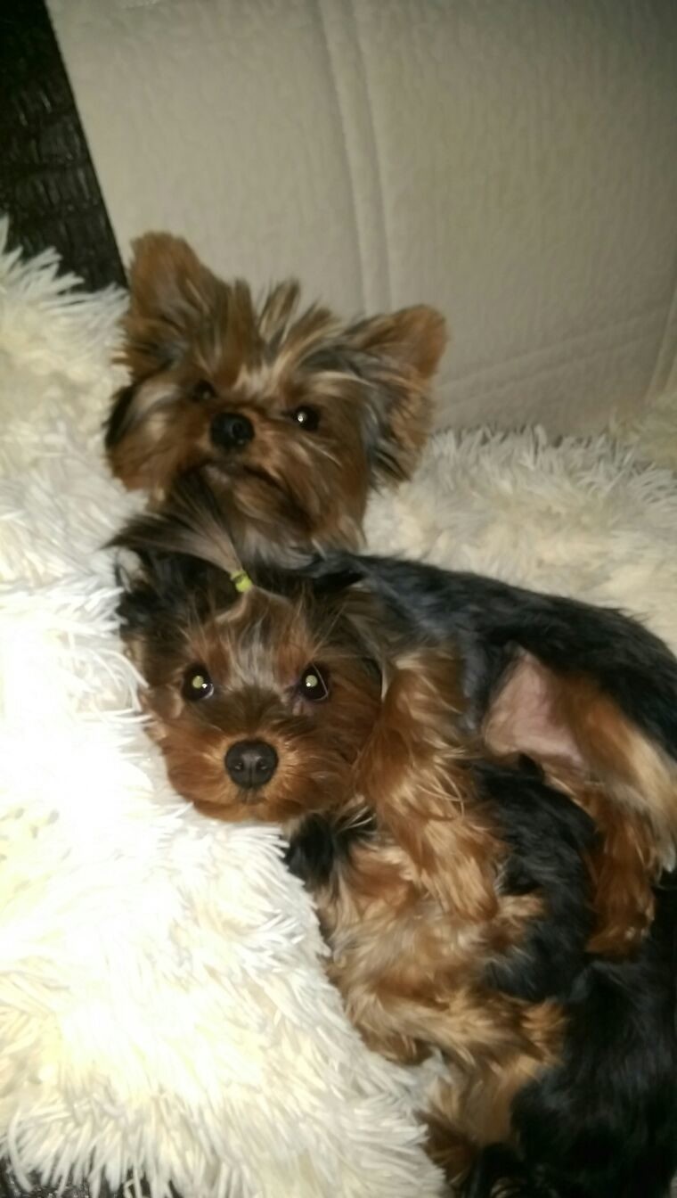 Our dogs - My, , Spitz, Dog, Longpost, Yorkshire Terrier