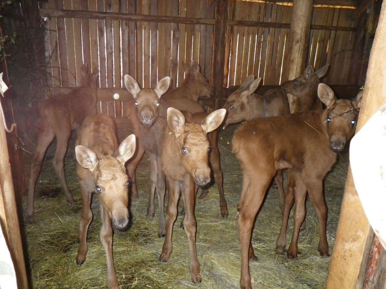 Autumn came, put a leaf on her shoulder and asked - for cognac? - Autumn, Moose calves, Longpost