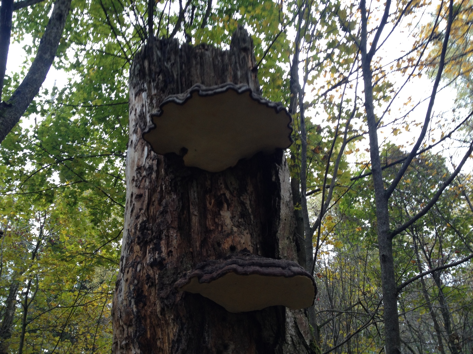 Wrong mushrooms - My, Forest, Mushrooms, Autumn, The photo