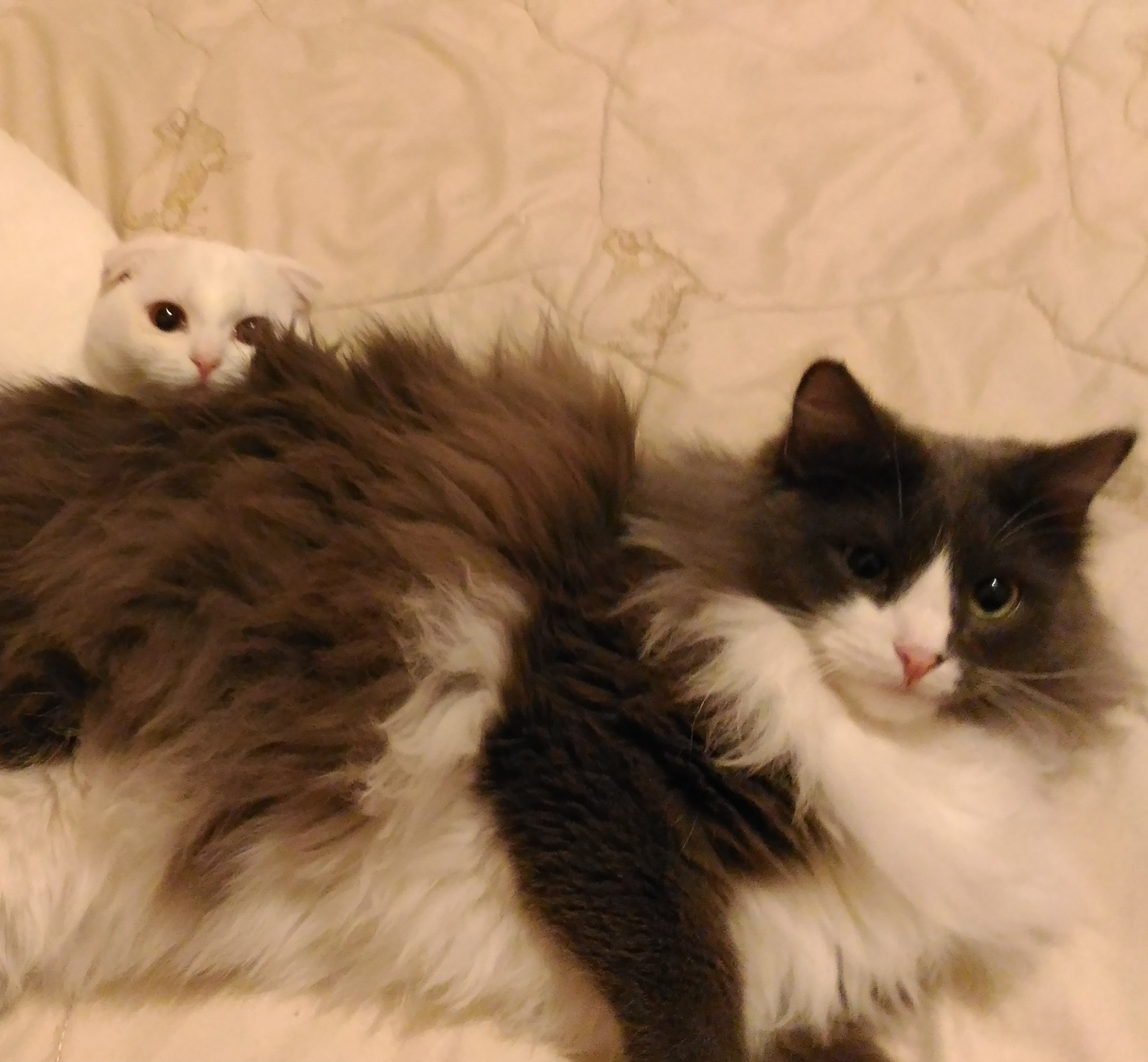 My favorite cats :3 - My, My, cat, , Scottish lop-eared, Longpost