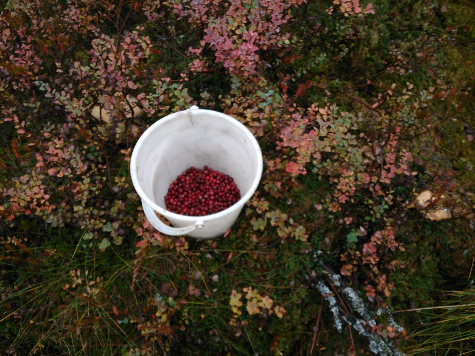 Collecting cranberries in the swamps - Cranberry, Карелия, Autumn, Longpost