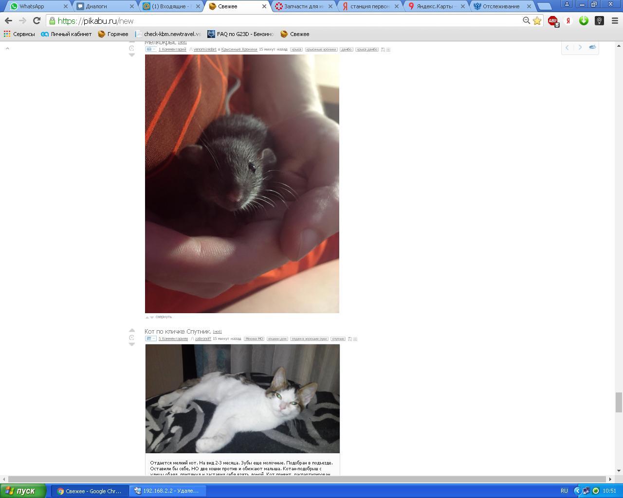 Coincidence - My, Matching posts, ribbon, cat, Mouse