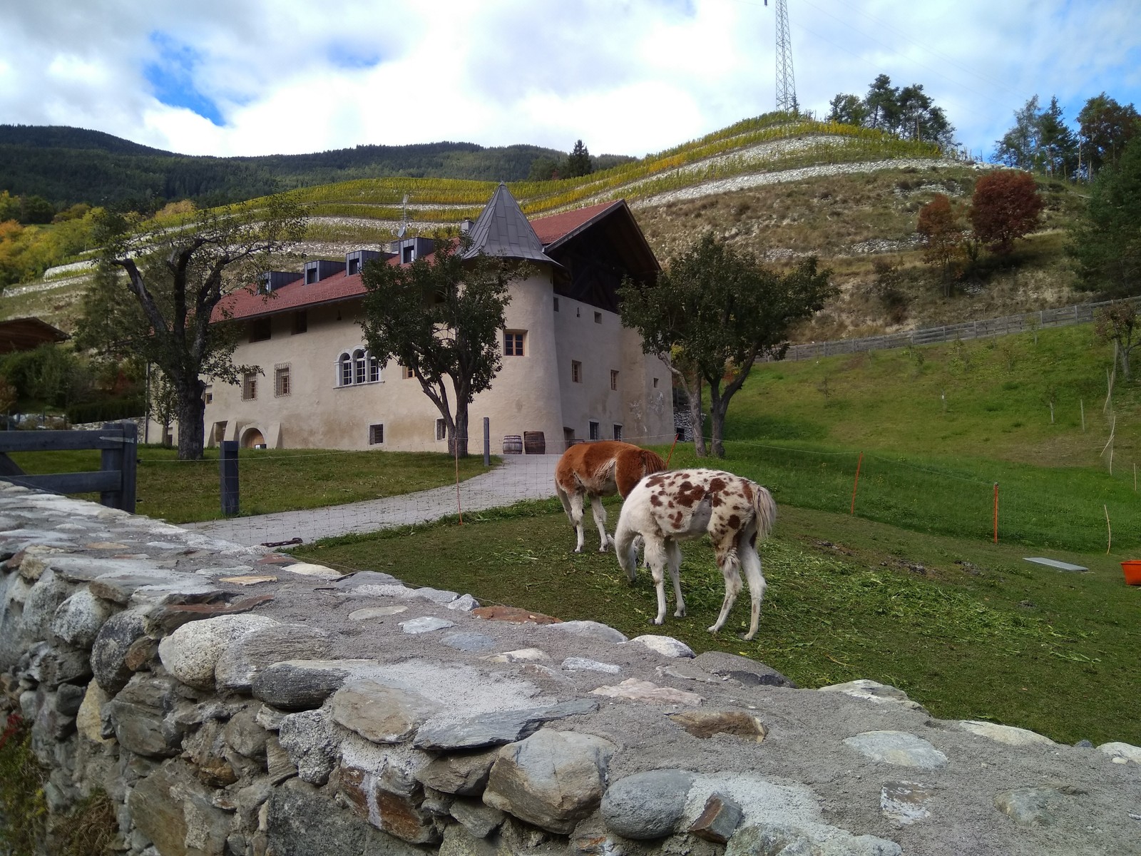 local horses - My, Animals, Italy, Lock, Longpost