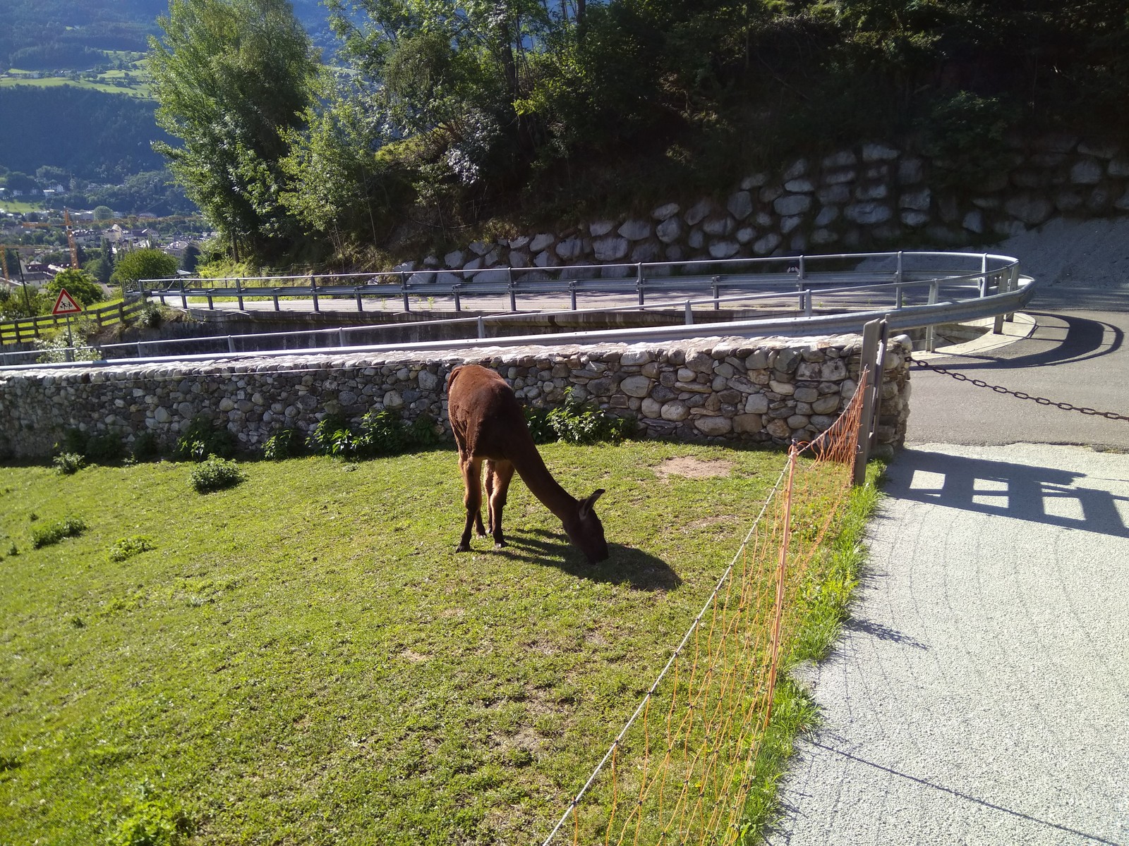 local horses - My, Animals, Italy, Lock, Longpost