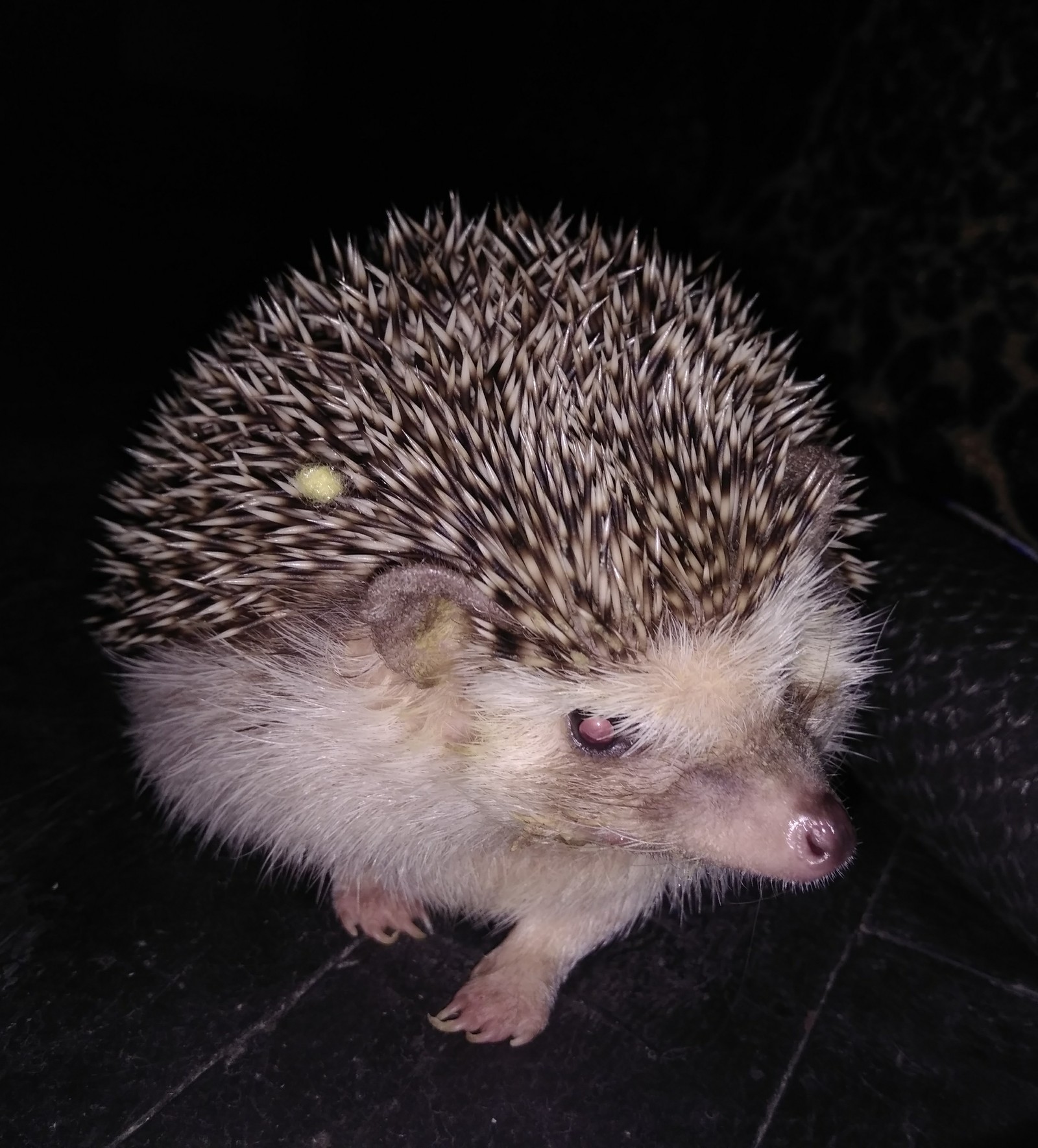 описание ежа для детей. рассказ про ежа. доклад про ежика. ежика расскажи. фаллада ганс "верный ёжик".