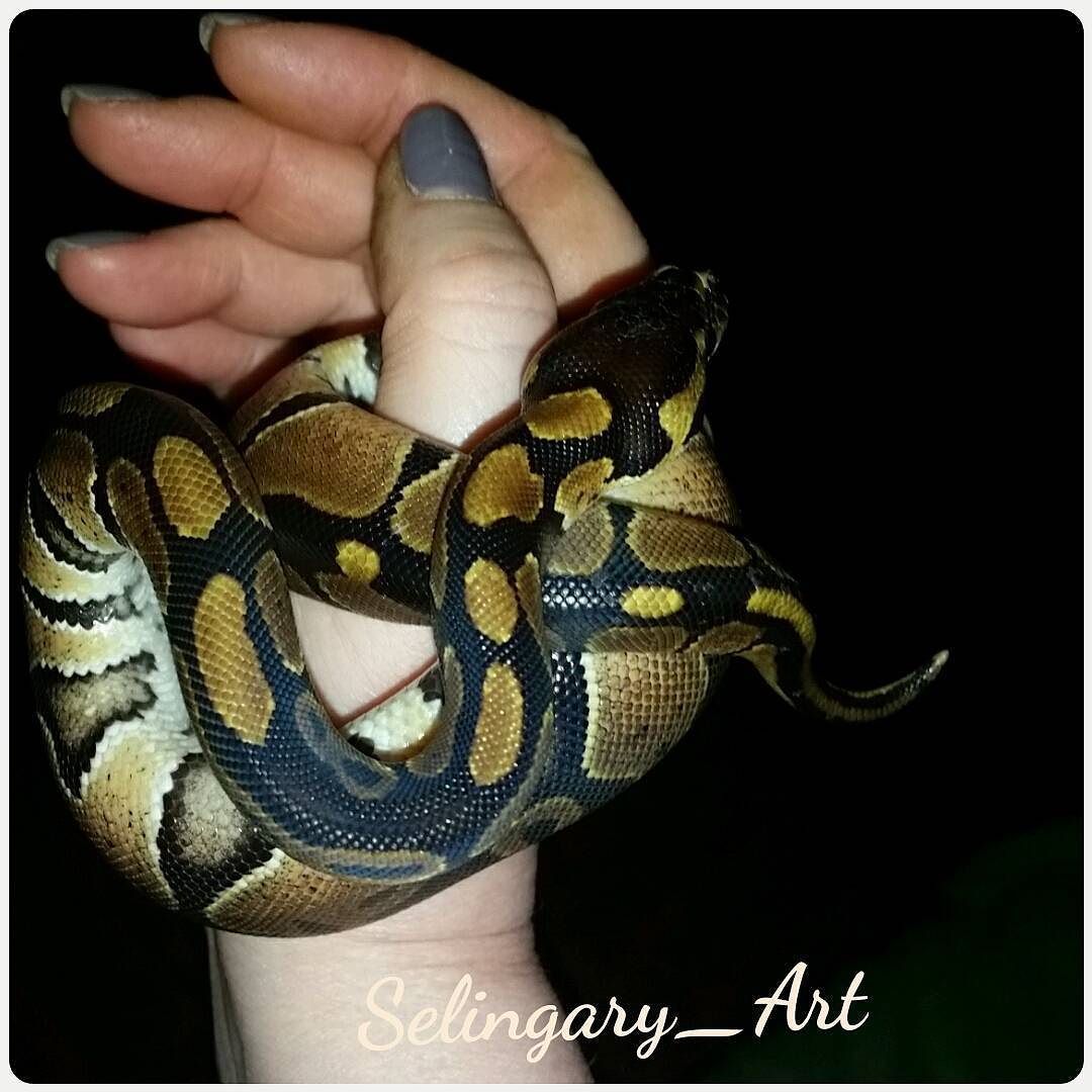 About the snake Autumn. - My, My, Snake, Royal python, fur farm, Pithon regius, Longpost