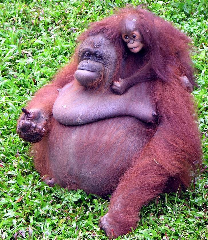 Grandmother monkey with granddaughter - Monkey, Grandmother