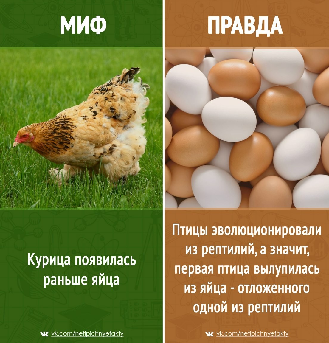 Курица или яйцо
