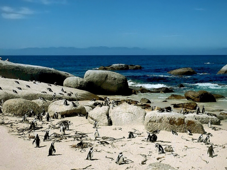 Cape of Good Hope South Africa - My, Travels, South Africa, Penguins, Reserves and sanctuaries, Europe, India, Lighthouse, Ocean, Longpost