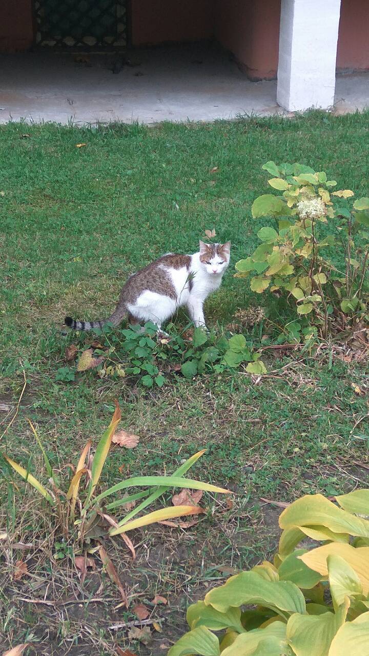 Young noblewoman looking for a home - My, Looking for a home, Help, In good hands, cat, Longpost, Moscow, Ryazan, Railway, Zheleznodorozhny city