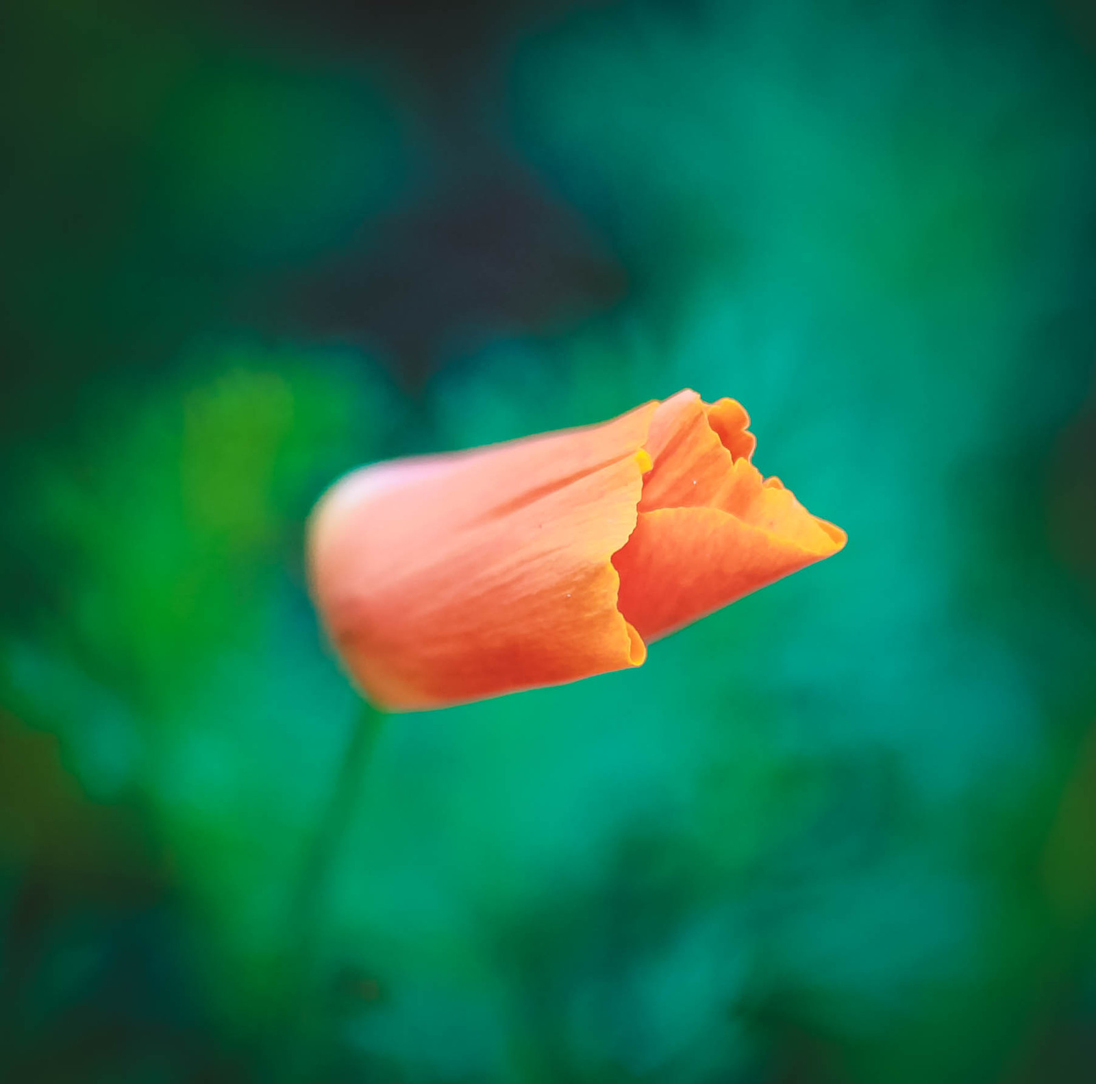 Macro flora. - My, The photo, Closeup, Macro photography, Macro rings, Nature, Amandilian, Longpost