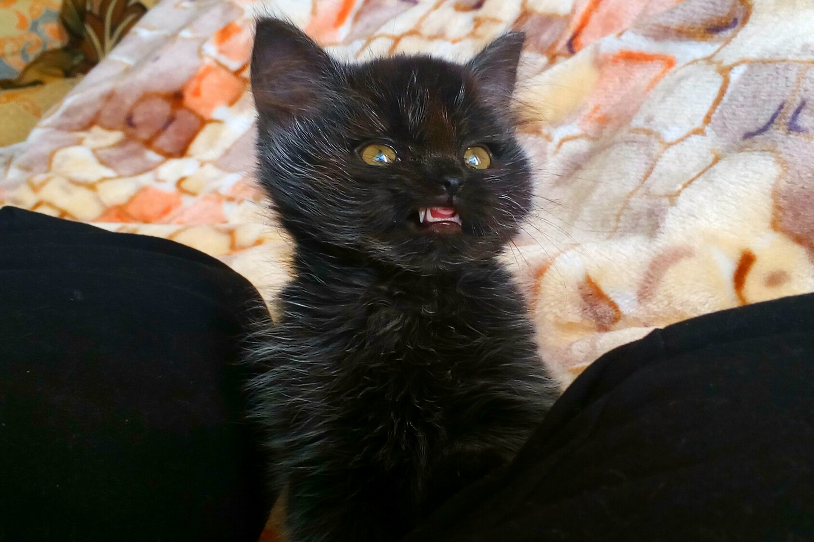 Demon Kitten - My, cat, The photo, Unusual, Longpost, Interesting