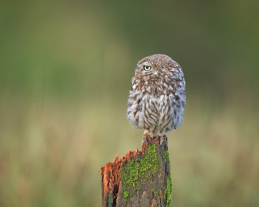 Day Watch - The photo, Humor, Animals, Owl, Day Watch