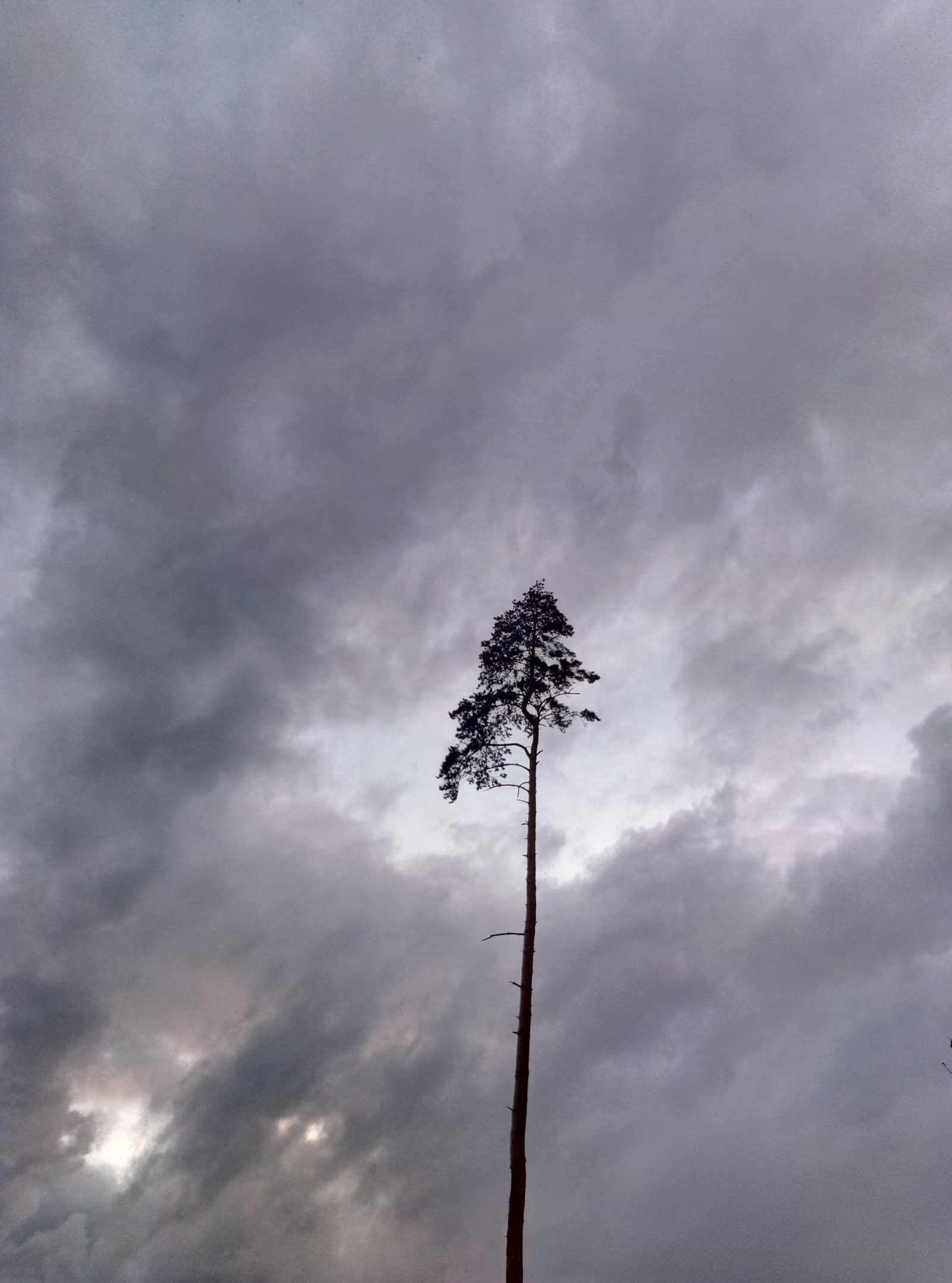 Just a phone photo - My, The photo, Nature, Forest, Longpost