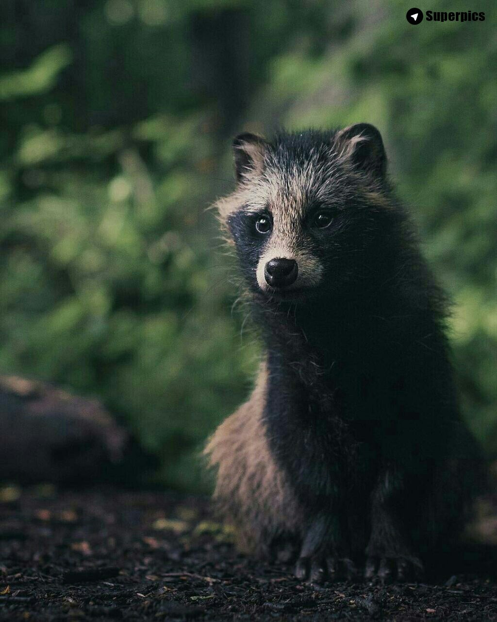 Some pictures from the morning. - The photo, Beautiful view, Raccoon, Longpost