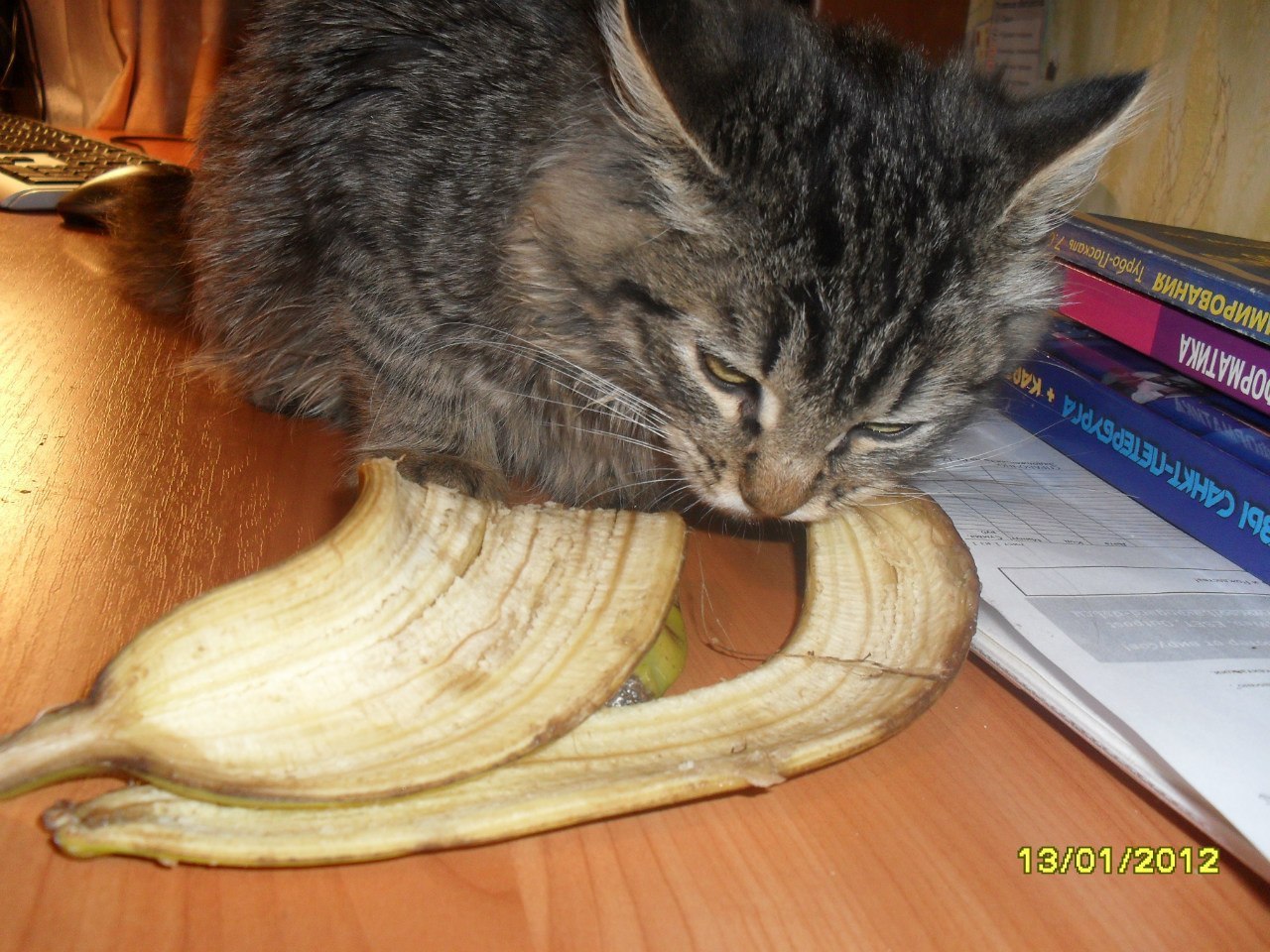 At first, he was silent and ate everything that came across, even banana peels. - cat, Banana peel, Pet, Life is good, Longpost, Pets