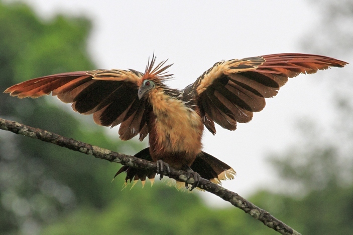 Strange bird hoatzin - Hoatzin, Birds, Ornithology, Copy-paste, The science, Biology, Nature, Video, Longpost