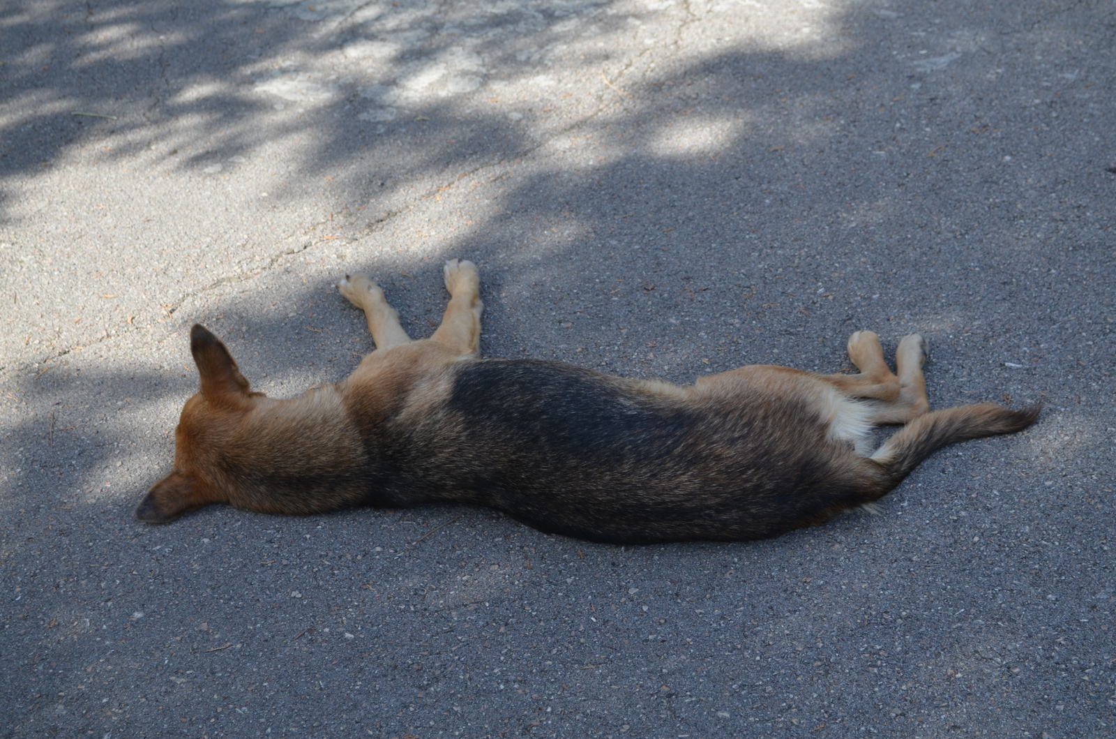 Sleepy kingdom. - My, Dog, Dream, , The photo, Sapun Mountain, Sevastopol, Video, Longpost