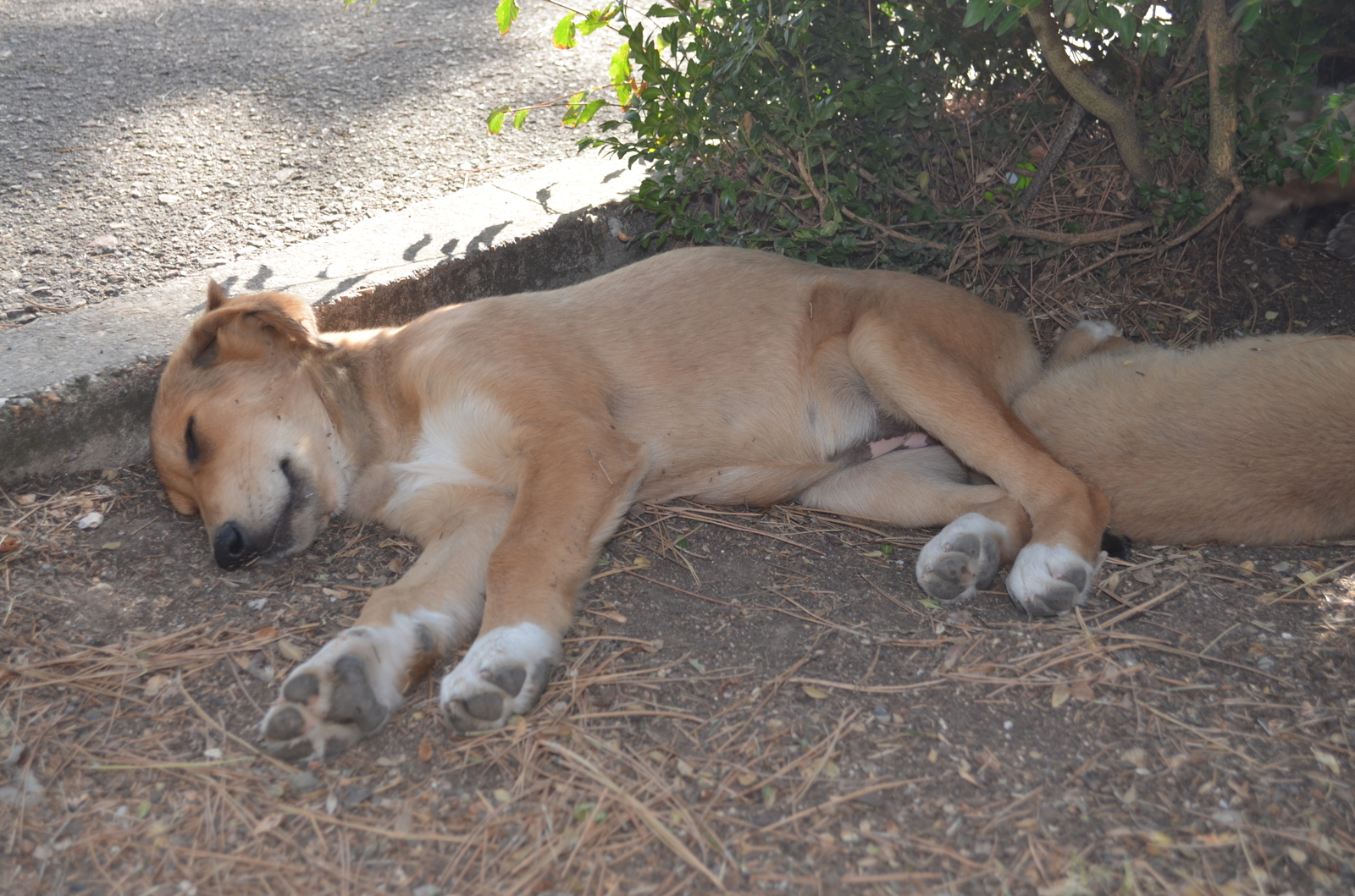 Sleepy kingdom. - My, Dog, Dream, , The photo, Sapun Mountain, Sevastopol, Video, Longpost