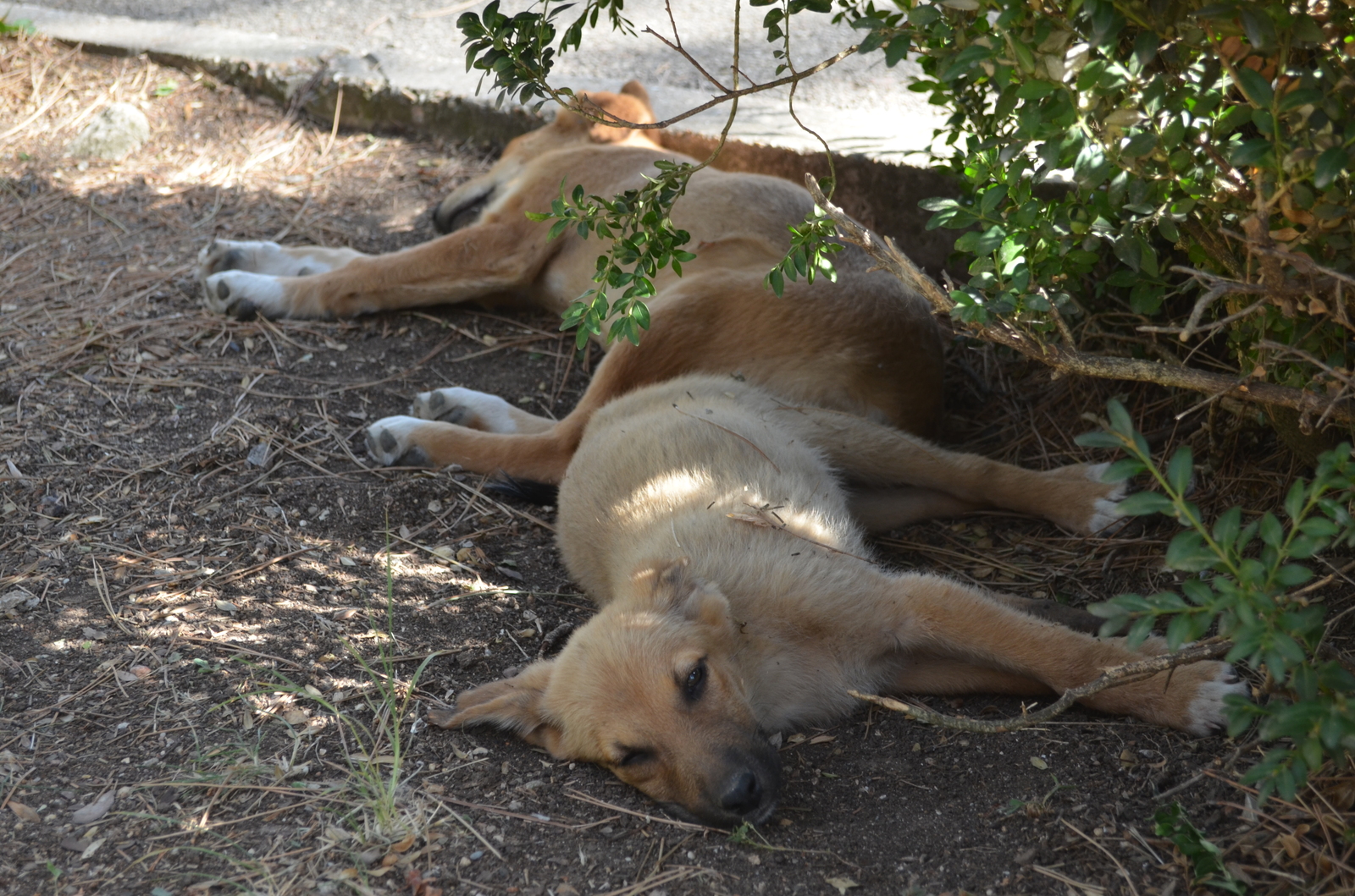 Sleepy kingdom. - My, Dog, Dream, , The photo, Sapun Mountain, Sevastopol, Video, Longpost