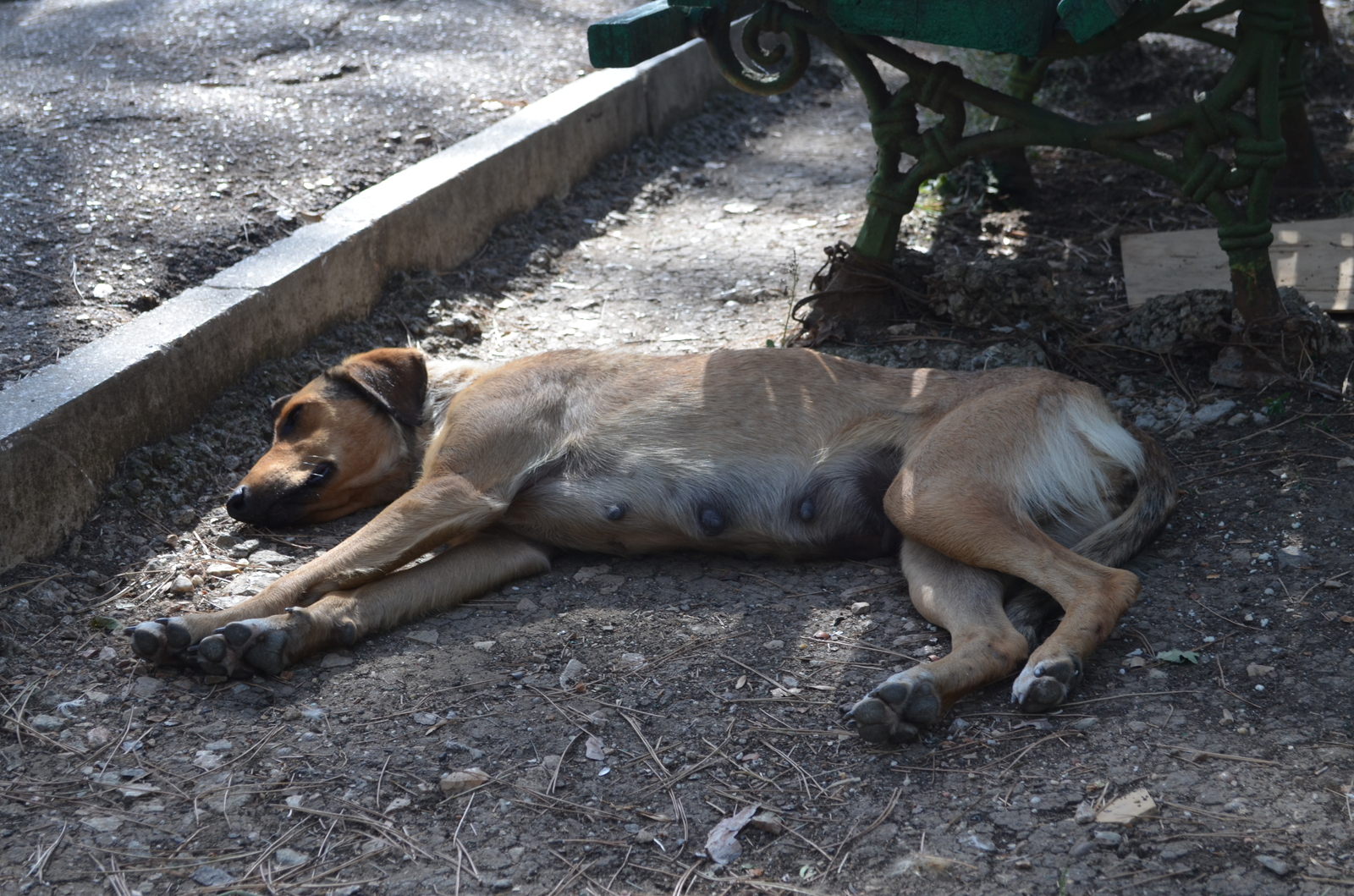 Sleepy kingdom. - My, Dog, Dream, , The photo, Sapun Mountain, Sevastopol, Video, Longpost