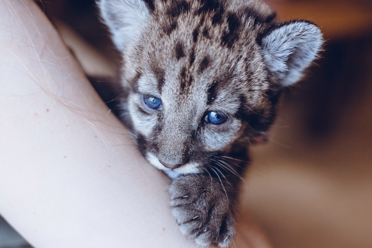 Canadian Cougar at home. - My, , Longpost, Puma, My, cat, Animals