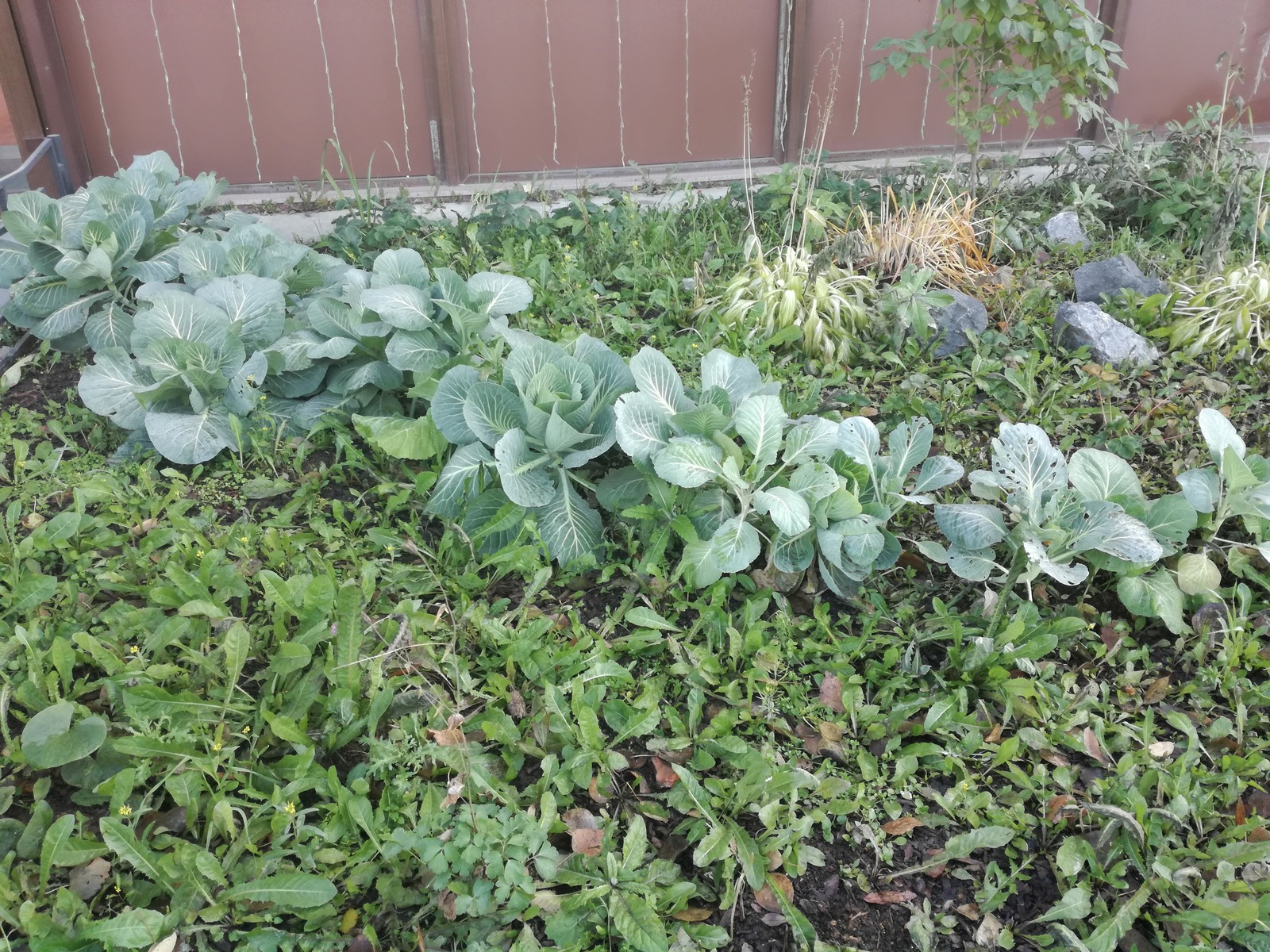 Cabbage - My, Cabbage, Front garden