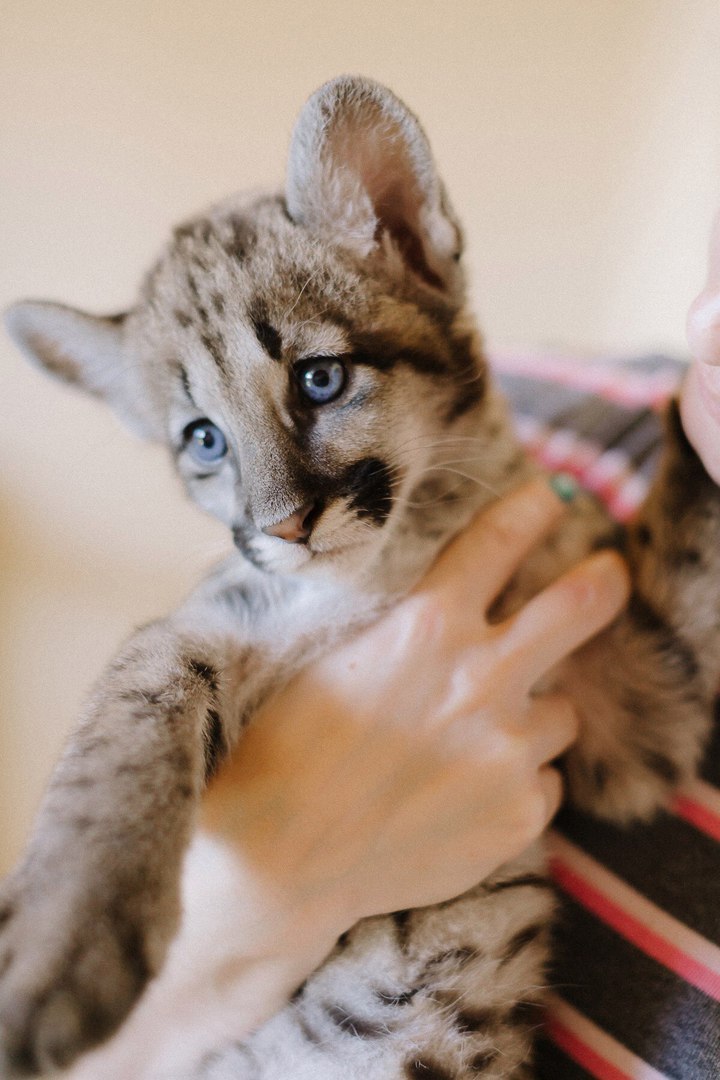 Canadian Cougar at home. - My, , Longpost, Puma, My, cat, Animals