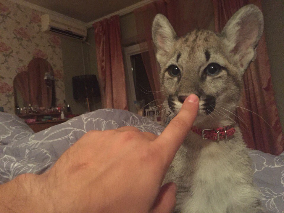 Canadian Cougar at home. - My, , Longpost, Puma, My, cat, Animals