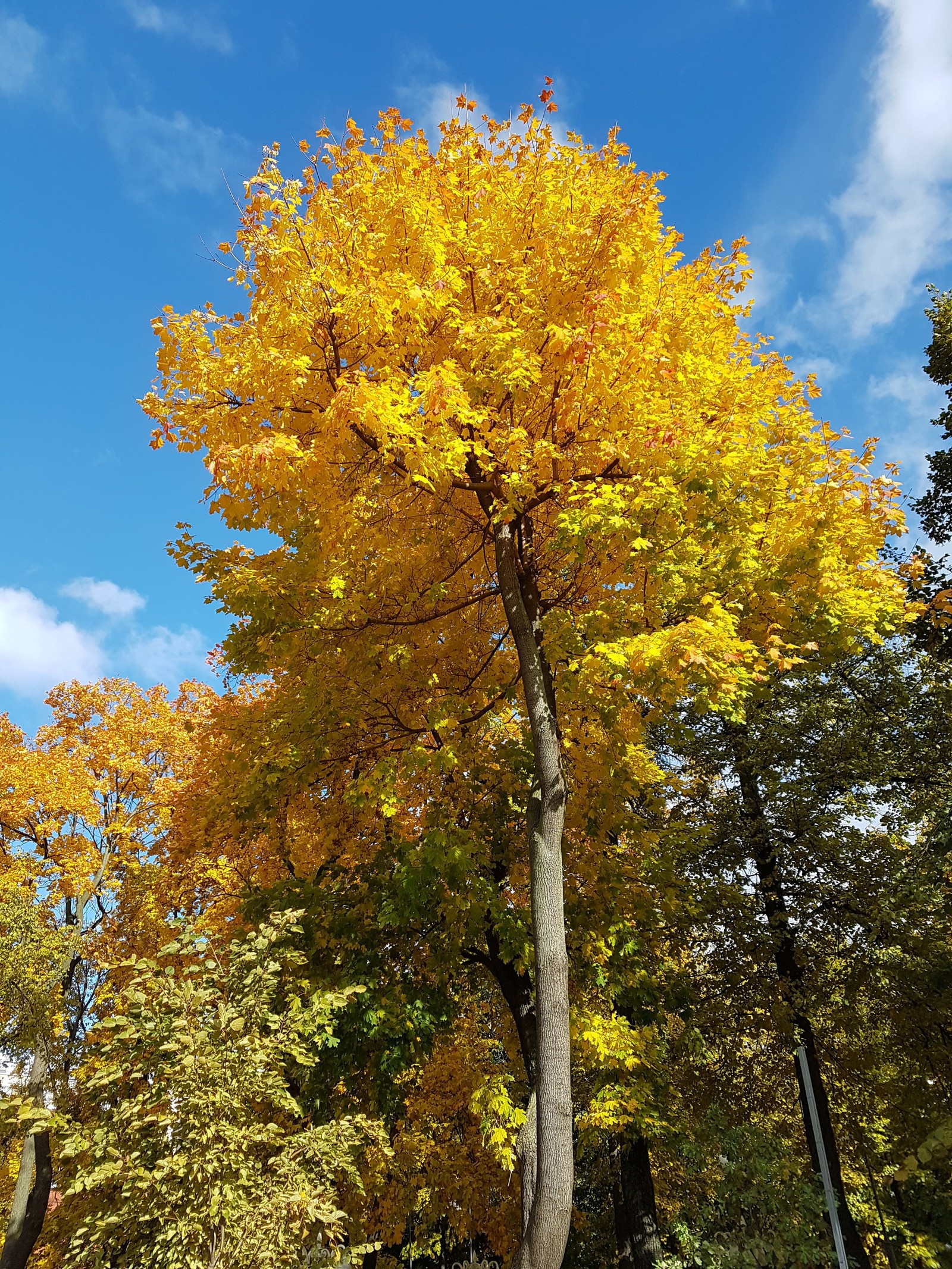 Hooray! - My, Autumn, beauty, Blast, Longpost