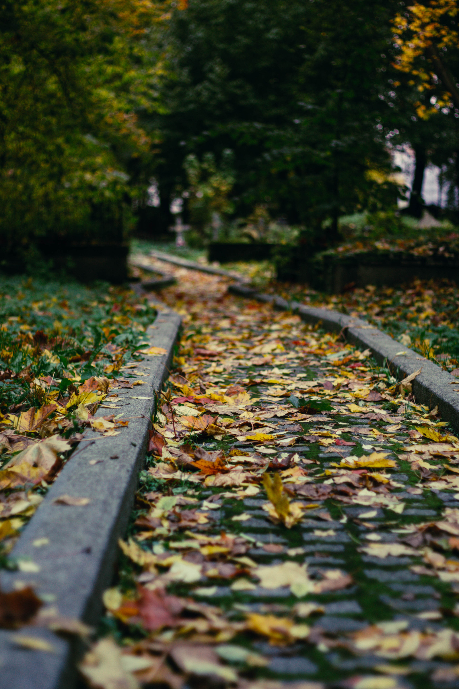 Smolensk Lutheran cemetery in St. Petersburg. - My, Longpost, The photo, Canon, Canon 1100d, Canon EF 50mm f18 II, Autumn, Saint Petersburg, Cemetery