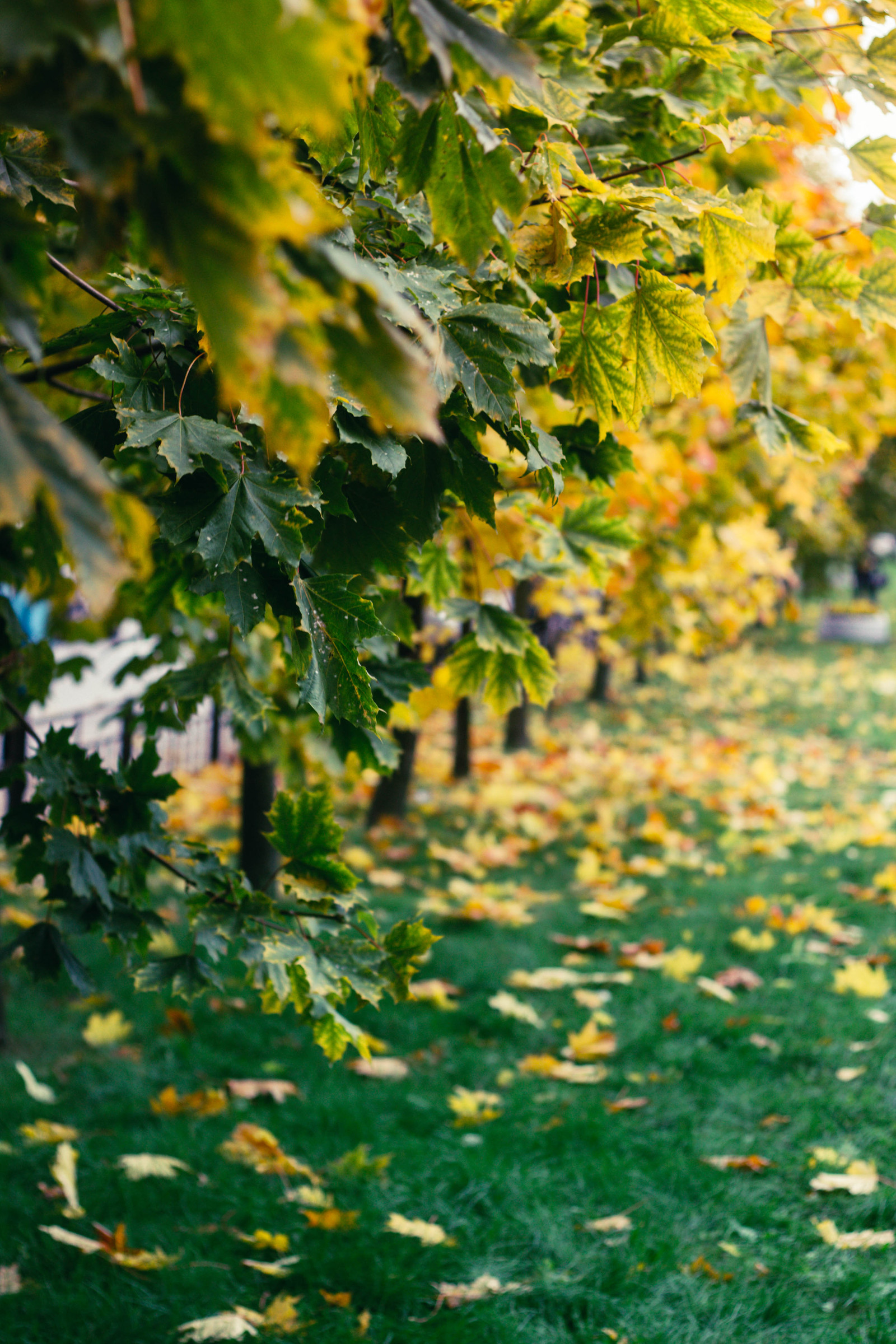 Smolensk Lutheran cemetery in St. Petersburg. - My, Longpost, The photo, Canon, Canon 1100d, Canon EF 50mm f18 II, Autumn, Saint Petersburg, Cemetery