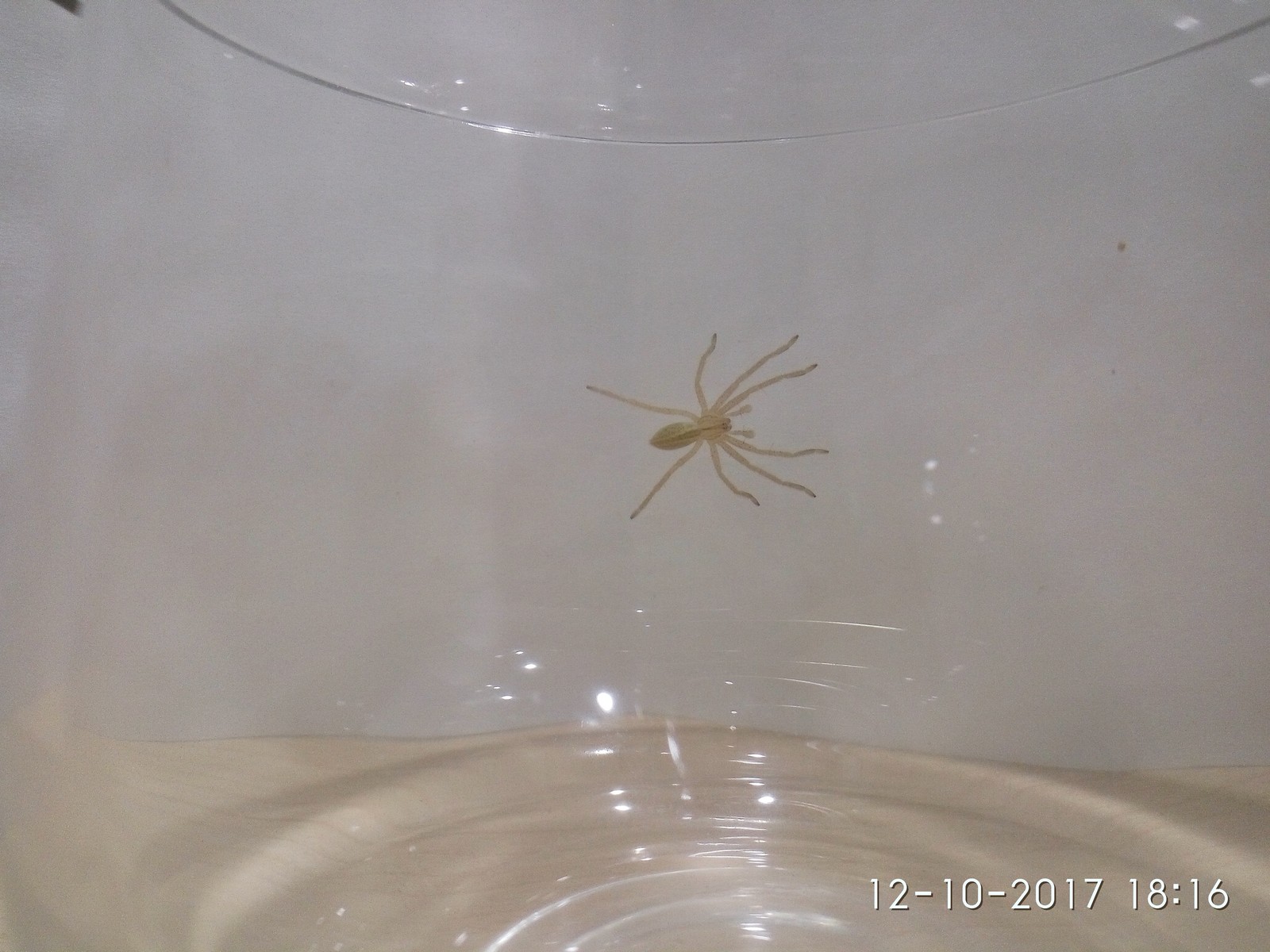 What kind of spider? - My, Spider, Arachnids, Arachnophobia, Arachnology, , , , Longpost