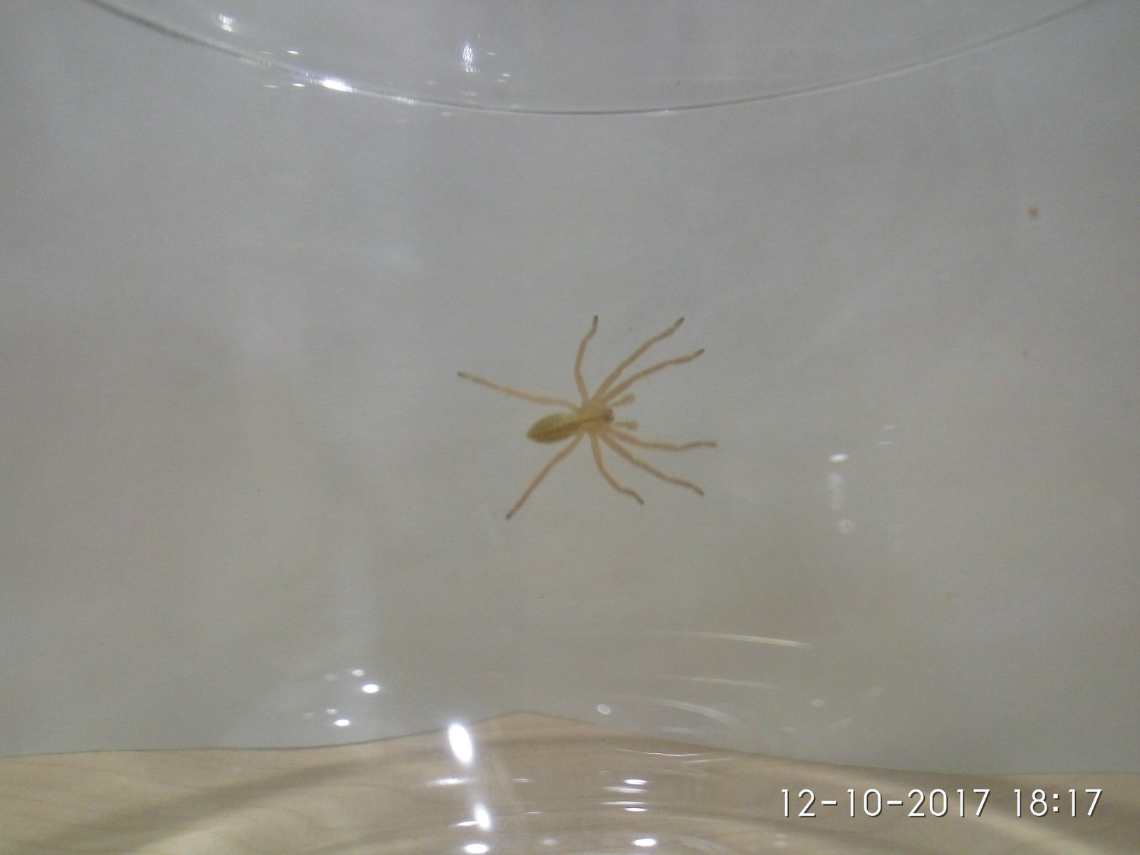 What kind of spider? - My, Spider, Arachnids, Arachnophobia, Arachnology, , , , Longpost