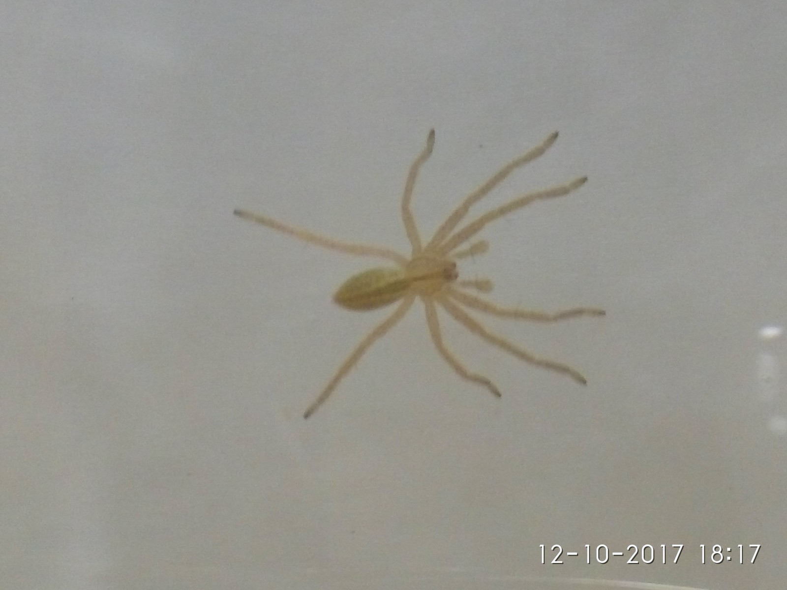 What kind of spider? - My, Spider, Arachnids, Arachnophobia, Arachnology, , , , Longpost