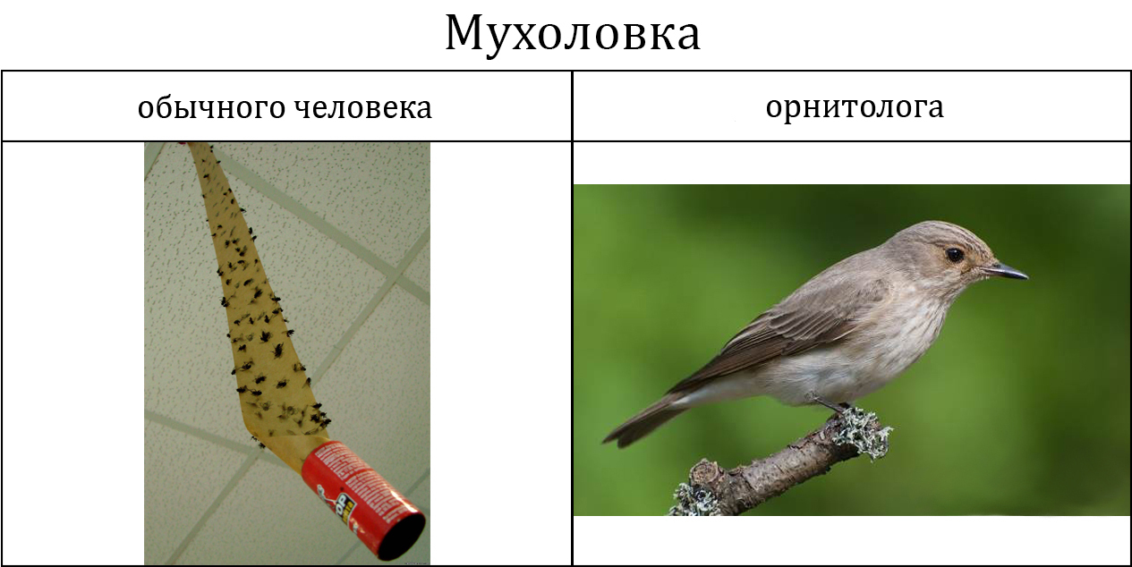 Звонарь курильщика - Орнитология, Птицы, Юрий Хованский, Рэпер Гнойный, Джейсон Стейтем, Длиннопост