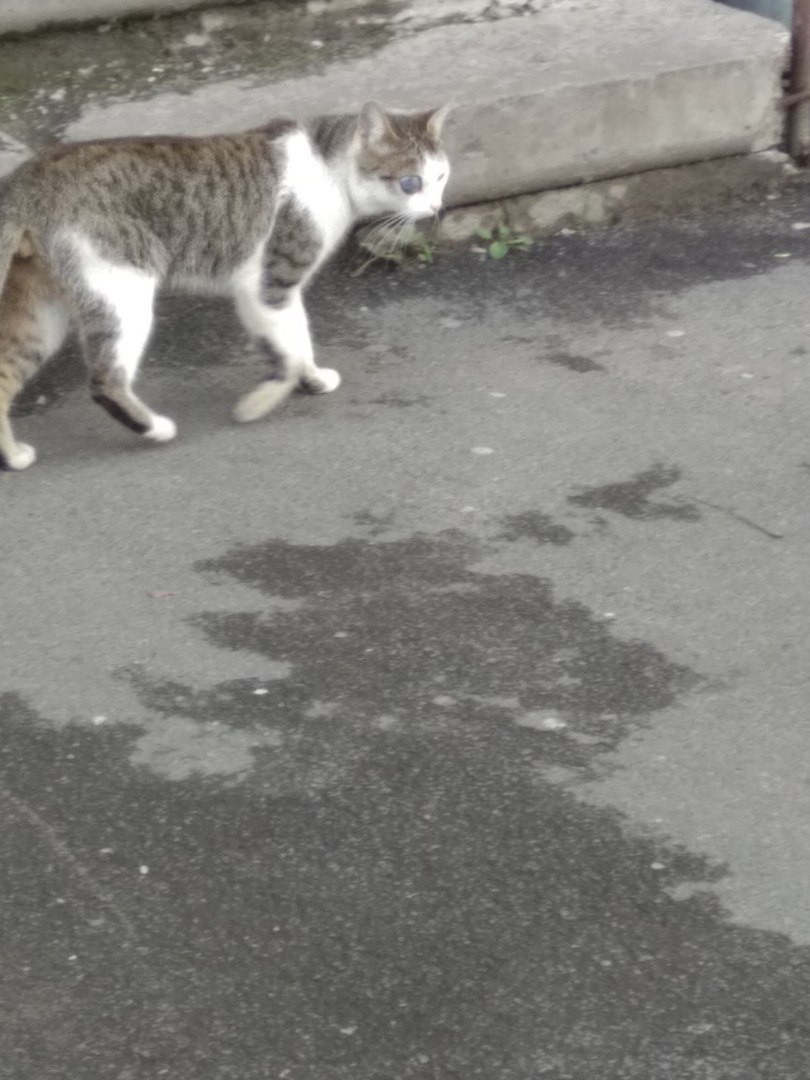 terminator cat - My, Unusual, cat, Eyes, Longpost