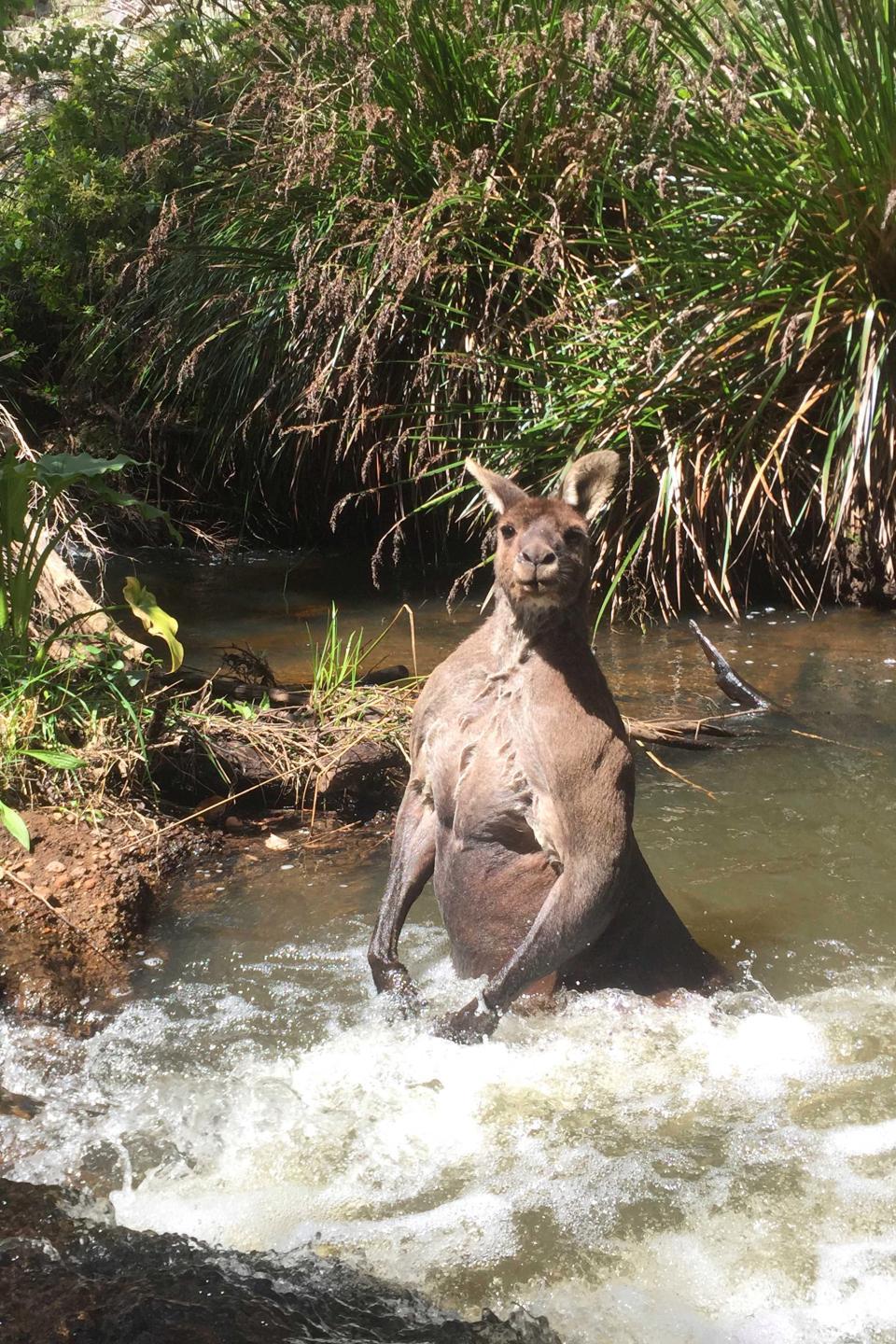 An unexpected meeting: a guy with a dog and a jock kangaroo in the river - Australia, Kangaroo, Jock, Longpost