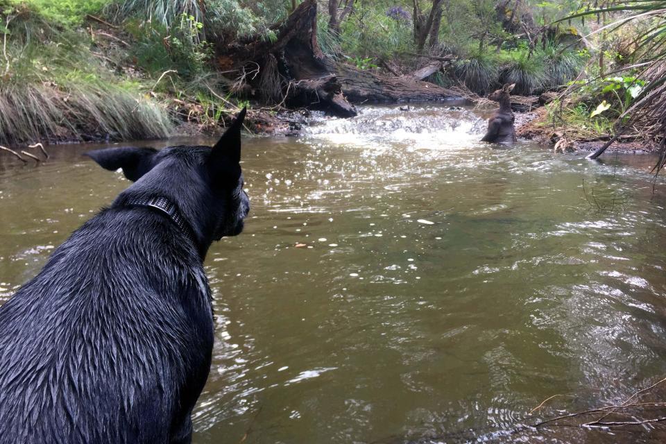 An unexpected meeting: a guy with a dog and a jock kangaroo in the river - Australia, Kangaroo, Jock, Longpost