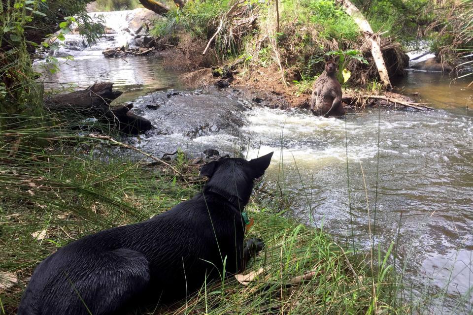 An unexpected meeting: a guy with a dog and a jock kangaroo in the river - Australia, Kangaroo, Jock, Longpost