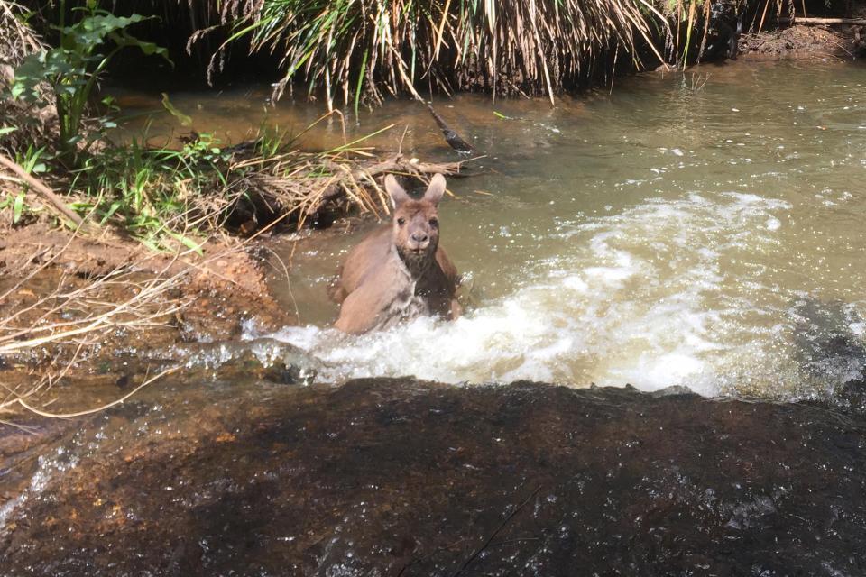 An unexpected meeting: a guy with a dog and a jock kangaroo in the river - Australia, Kangaroo, Jock, Longpost