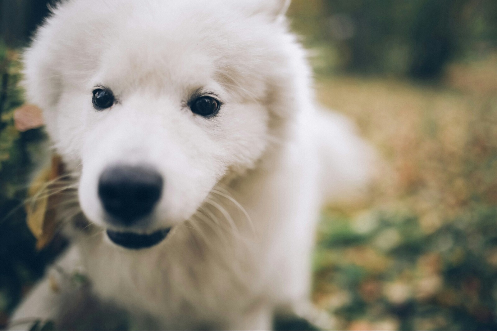 Hello Samoyed Dexter! - Samoyed, , Dog