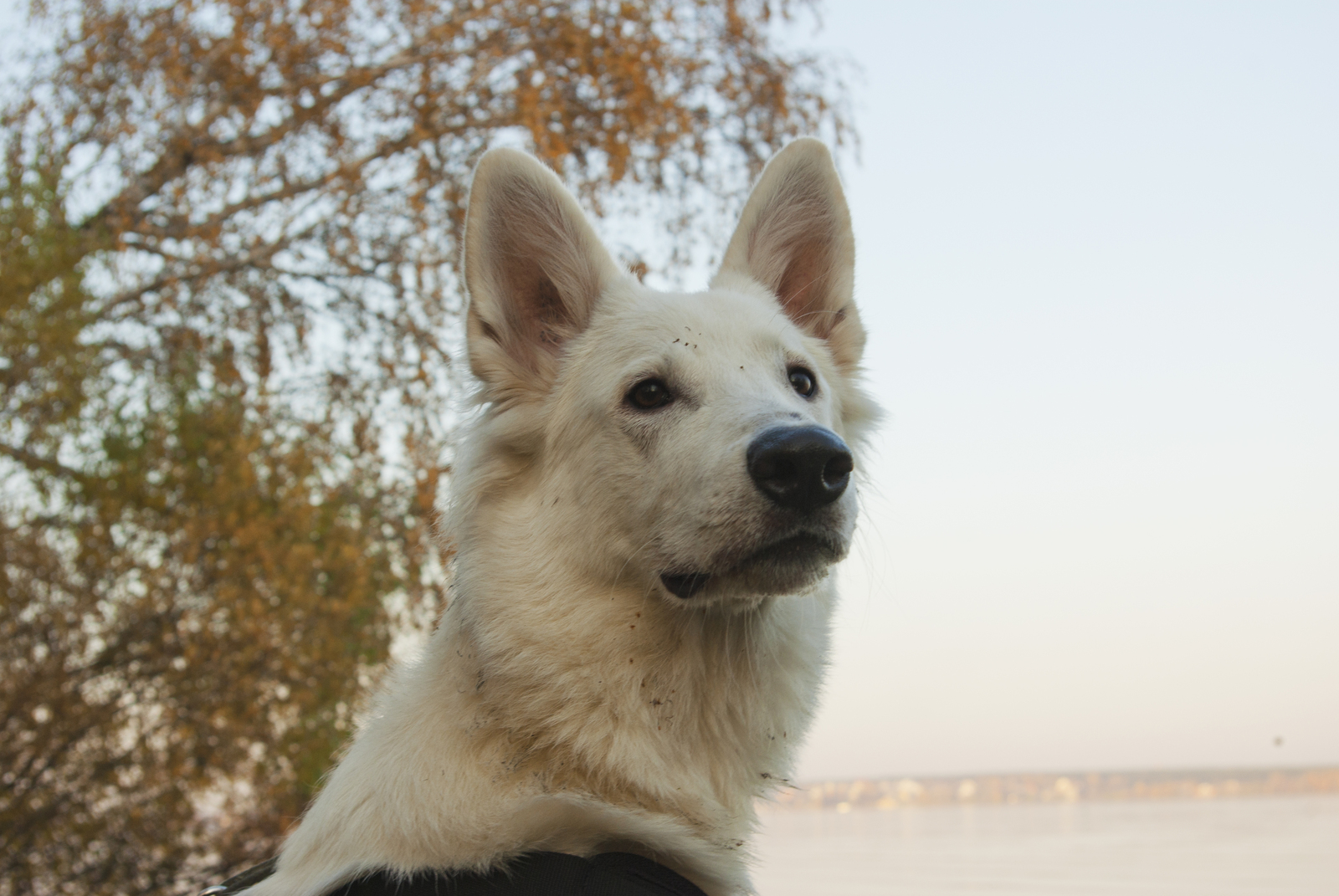 My Before and After - My, , Dog, It Was-It Was, White swiss shepherd, Longpost