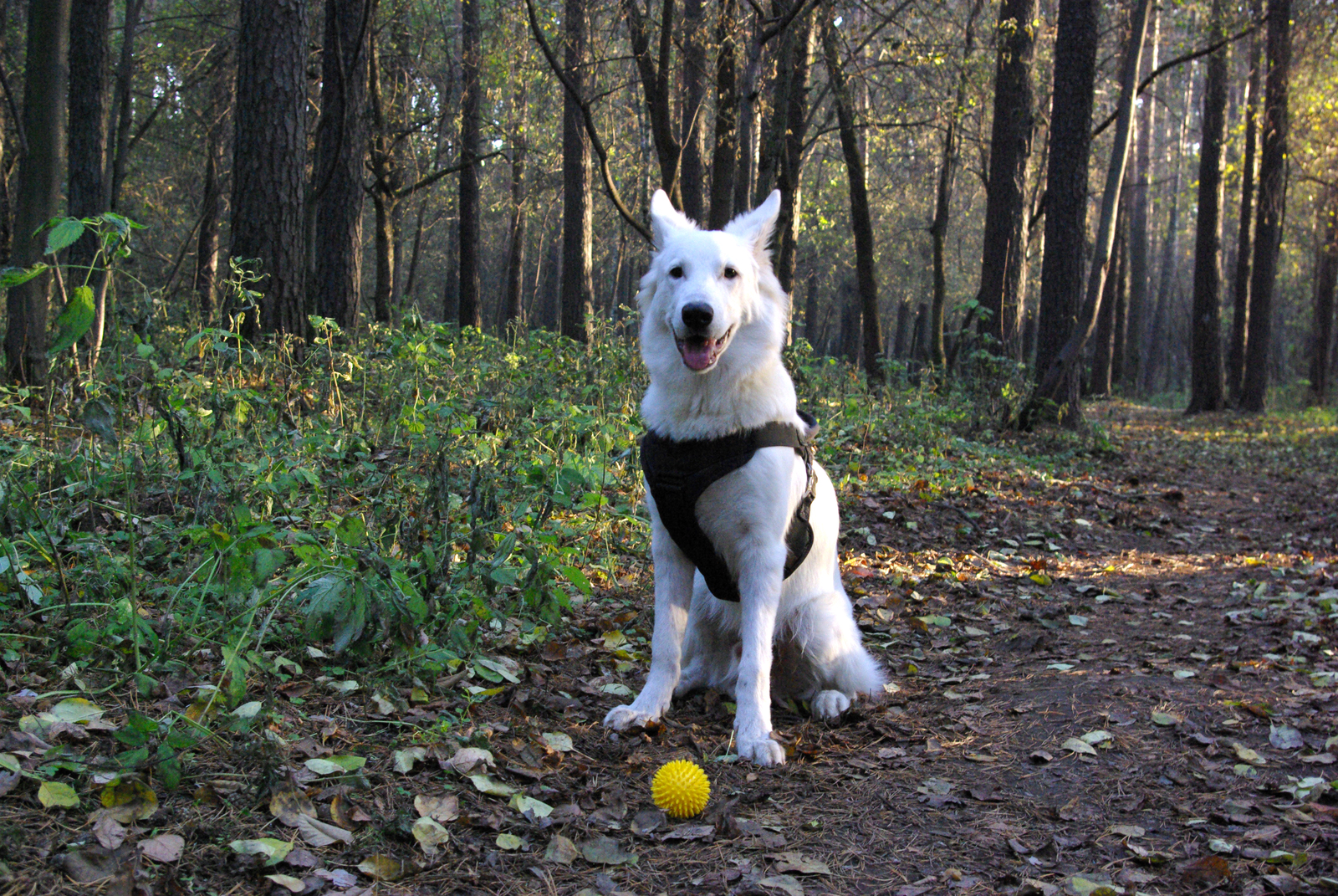 My Before and After - My, , Dog, It Was-It Was, White swiss shepherd, Longpost