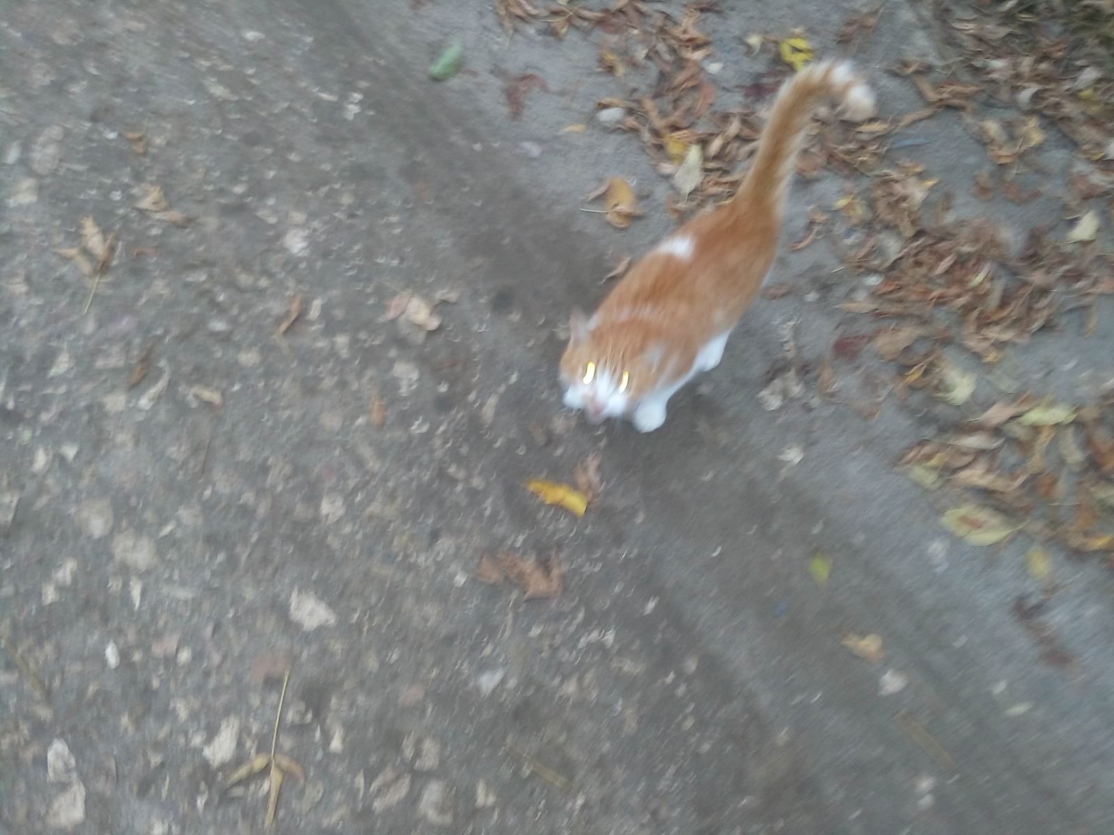 Neighbor cat - My, Redheads, cat, Longpost