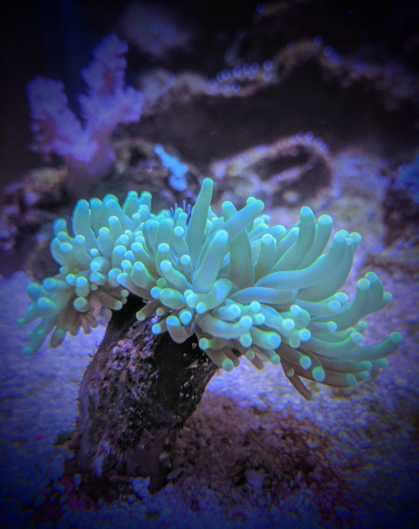 Inhabitants of my marine aquarium - My, Aquarium, Underwater world, Nemo, Finding Dory, Marine life, Longpost