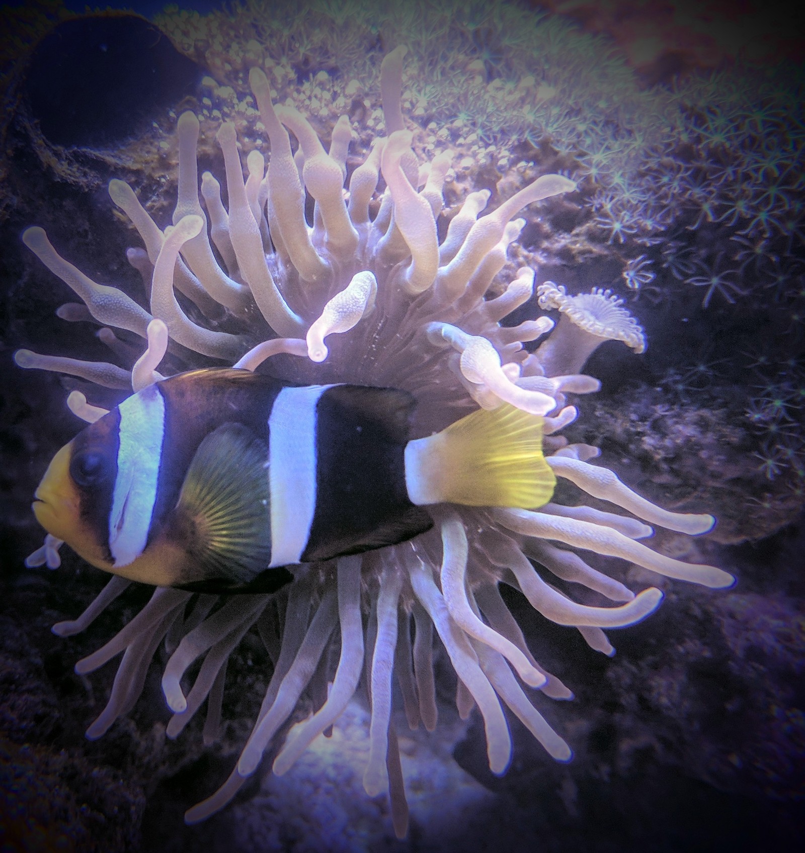 Inhabitants of my marine aquarium - My, Aquarium, Underwater world, Nemo, Finding Dory, Marine life, Longpost