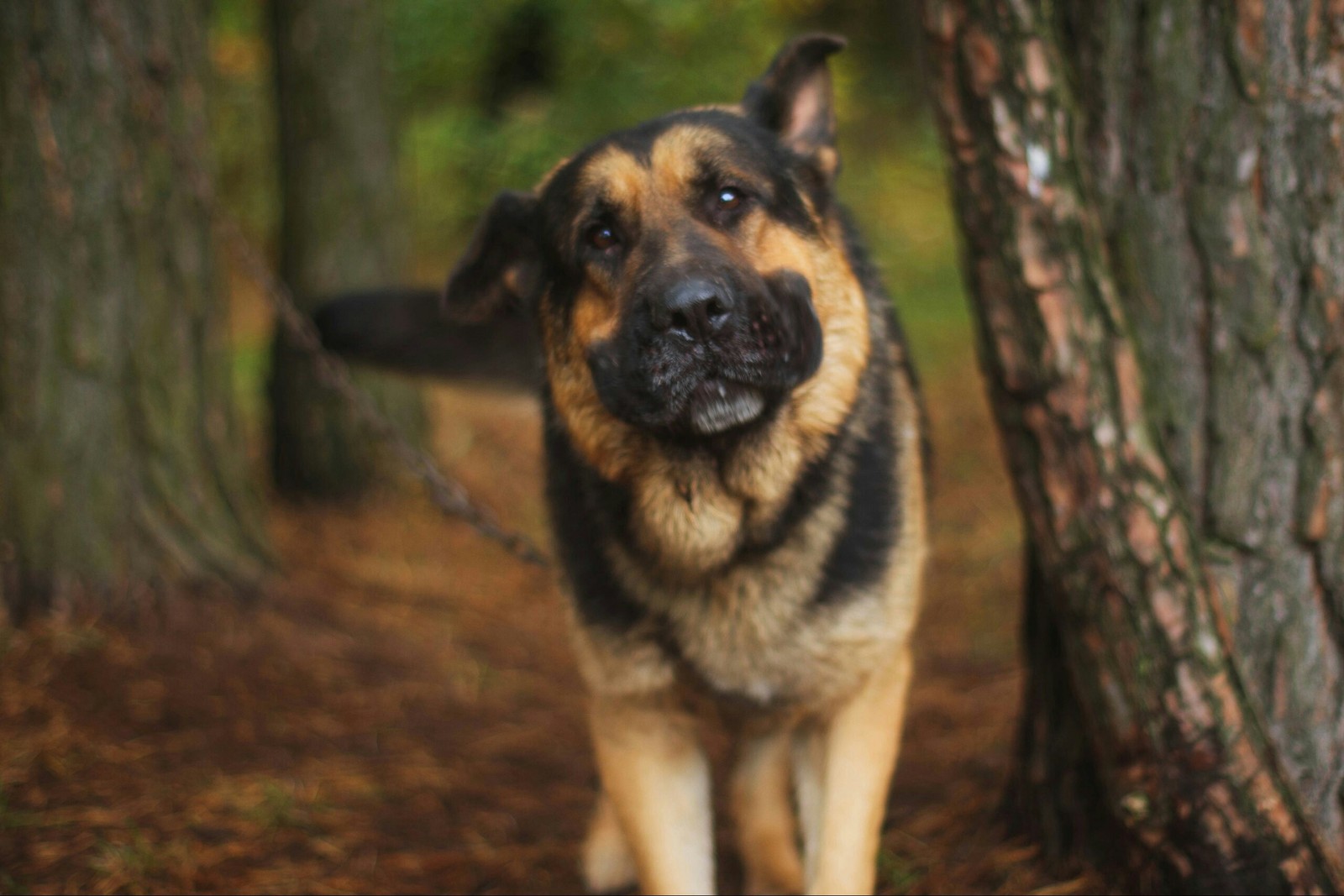 A moment before GAW) - My, Dog, German Shepherd, The photo