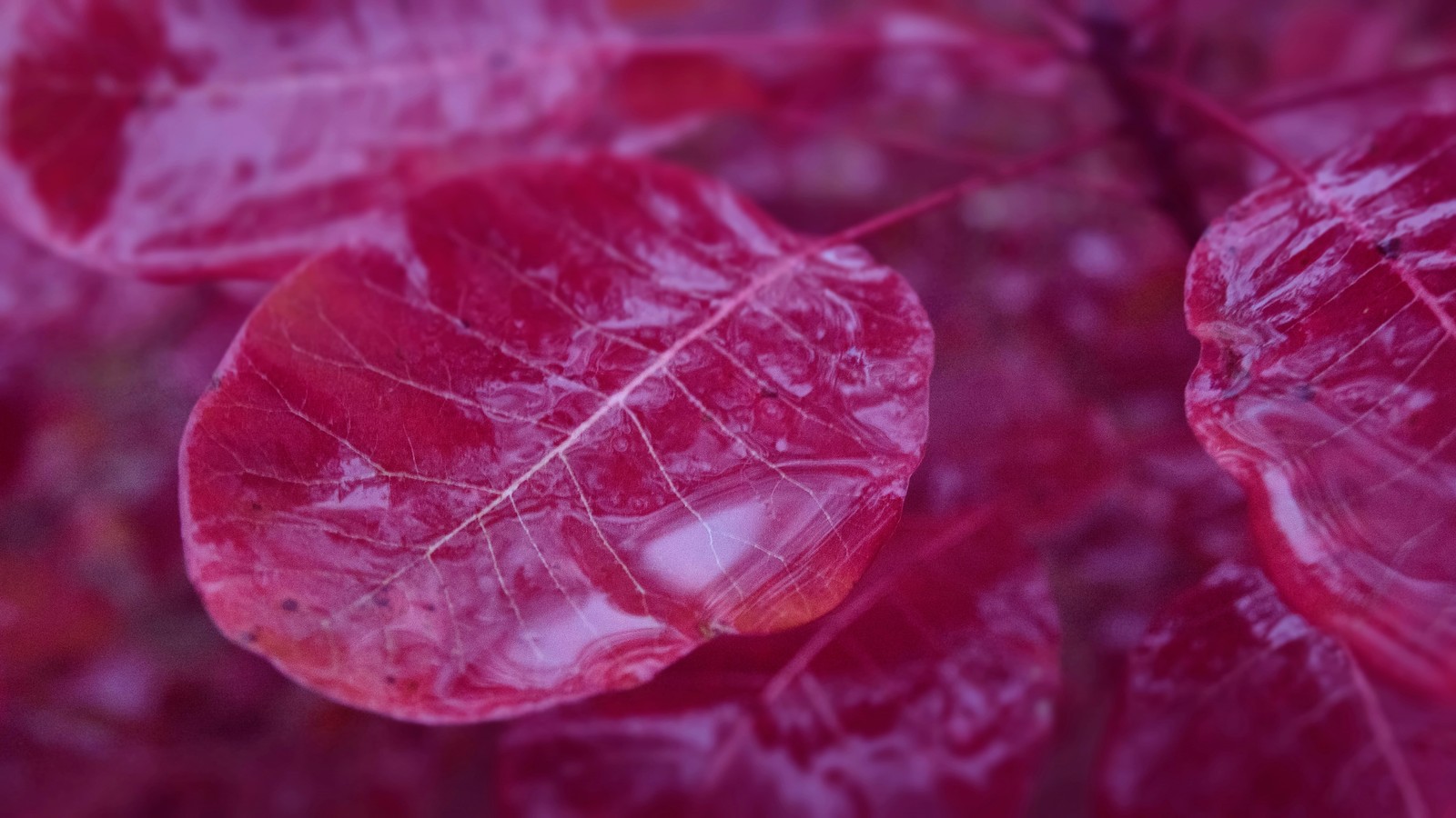 Kumzhensky scarlet - My, Autumn, October, , Leaves, After the rain, Kumzhenka, Rostov-on-Don, Longpost