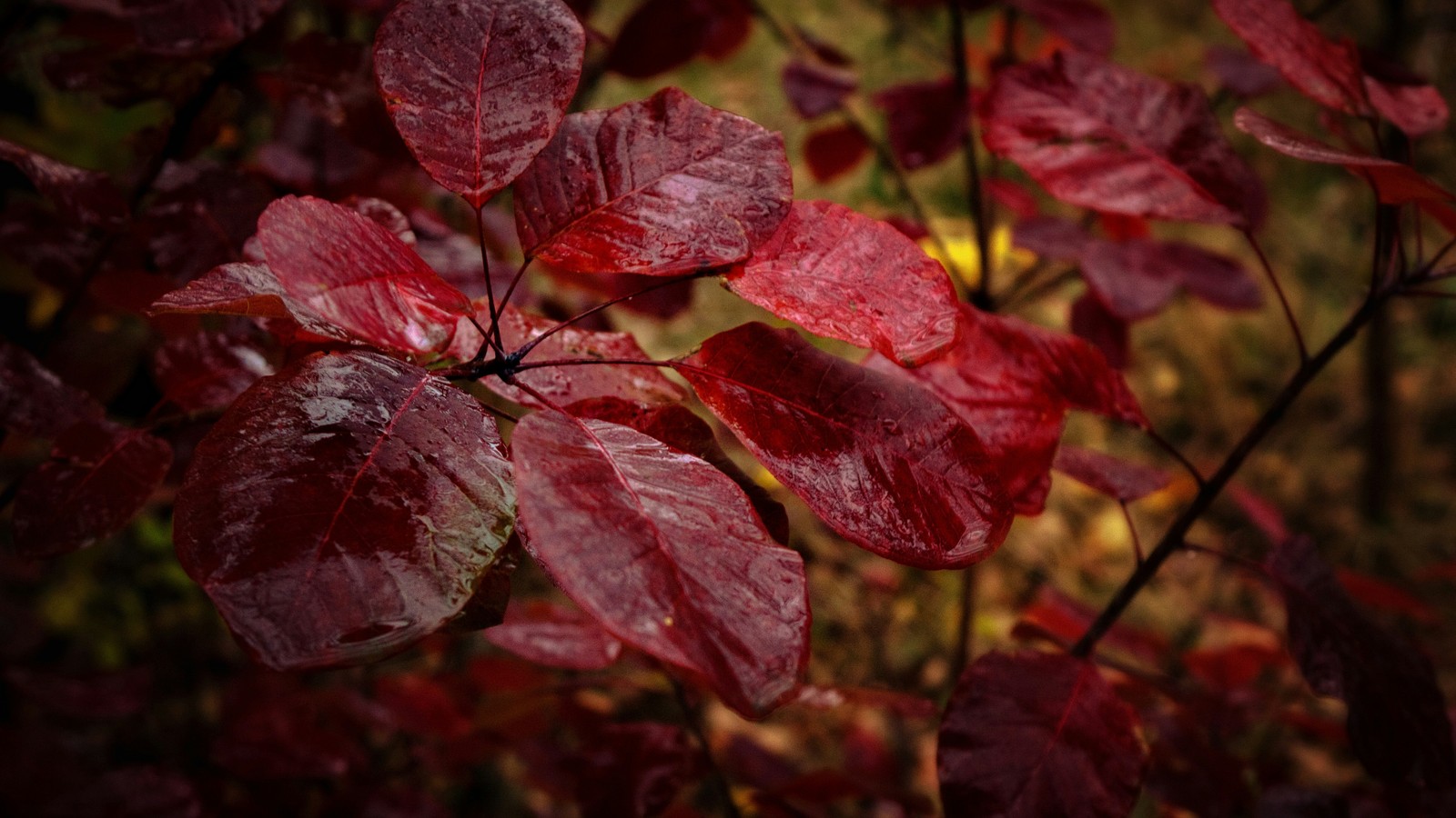 Kumzhensky scarlet - My, Autumn, October, , Leaves, After the rain, Kumzhenka, Rostov-on-Don, Longpost